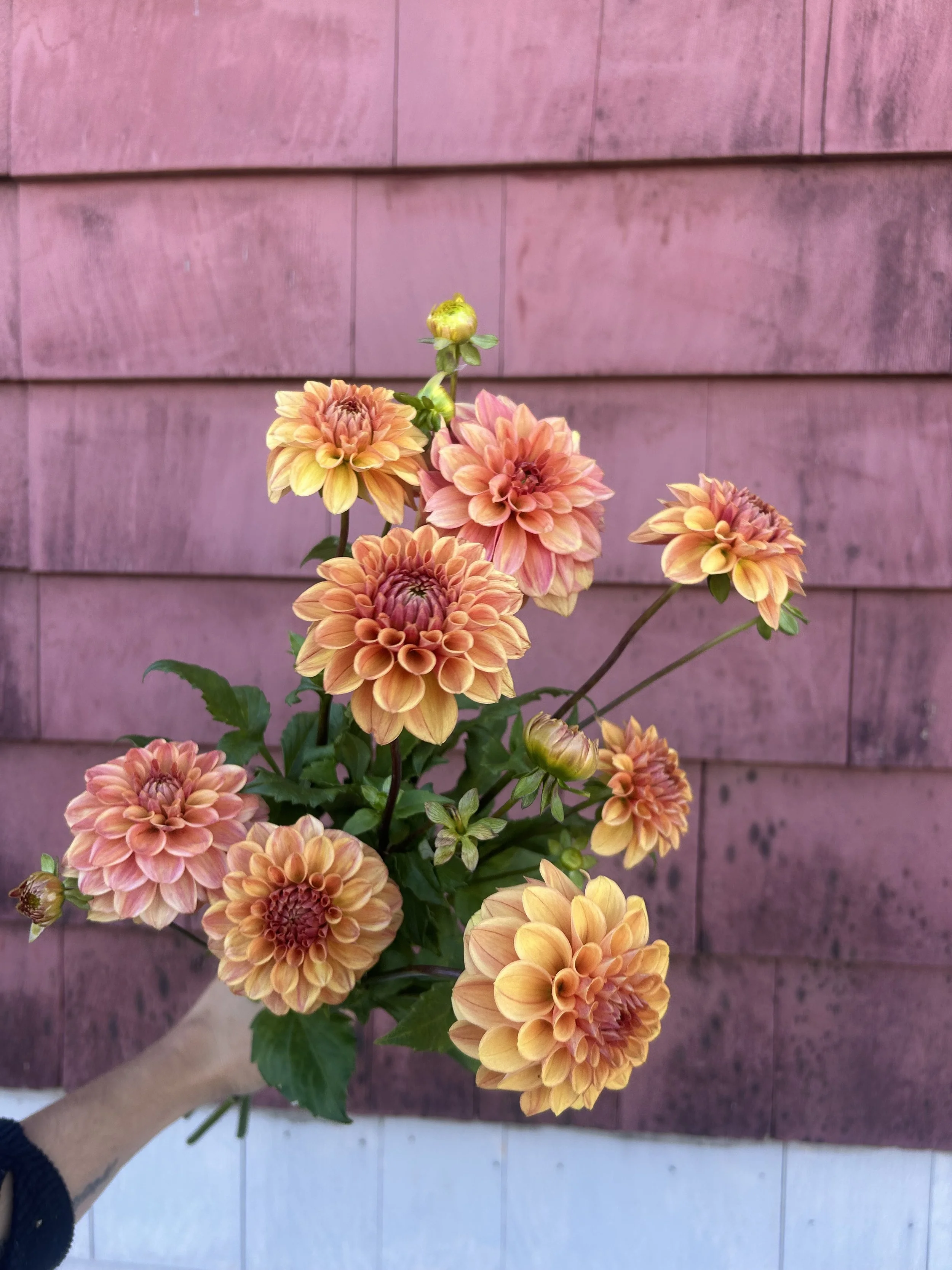 IMG_0862.jpeg