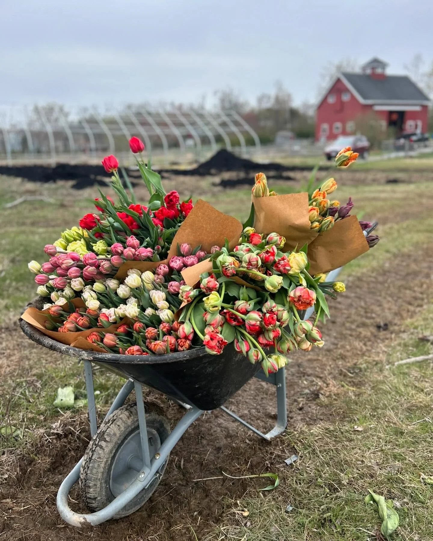 A wheelbarrow filled with pink, red, orange, yellow, and purple flower bouquets in a rural outdoor setting.