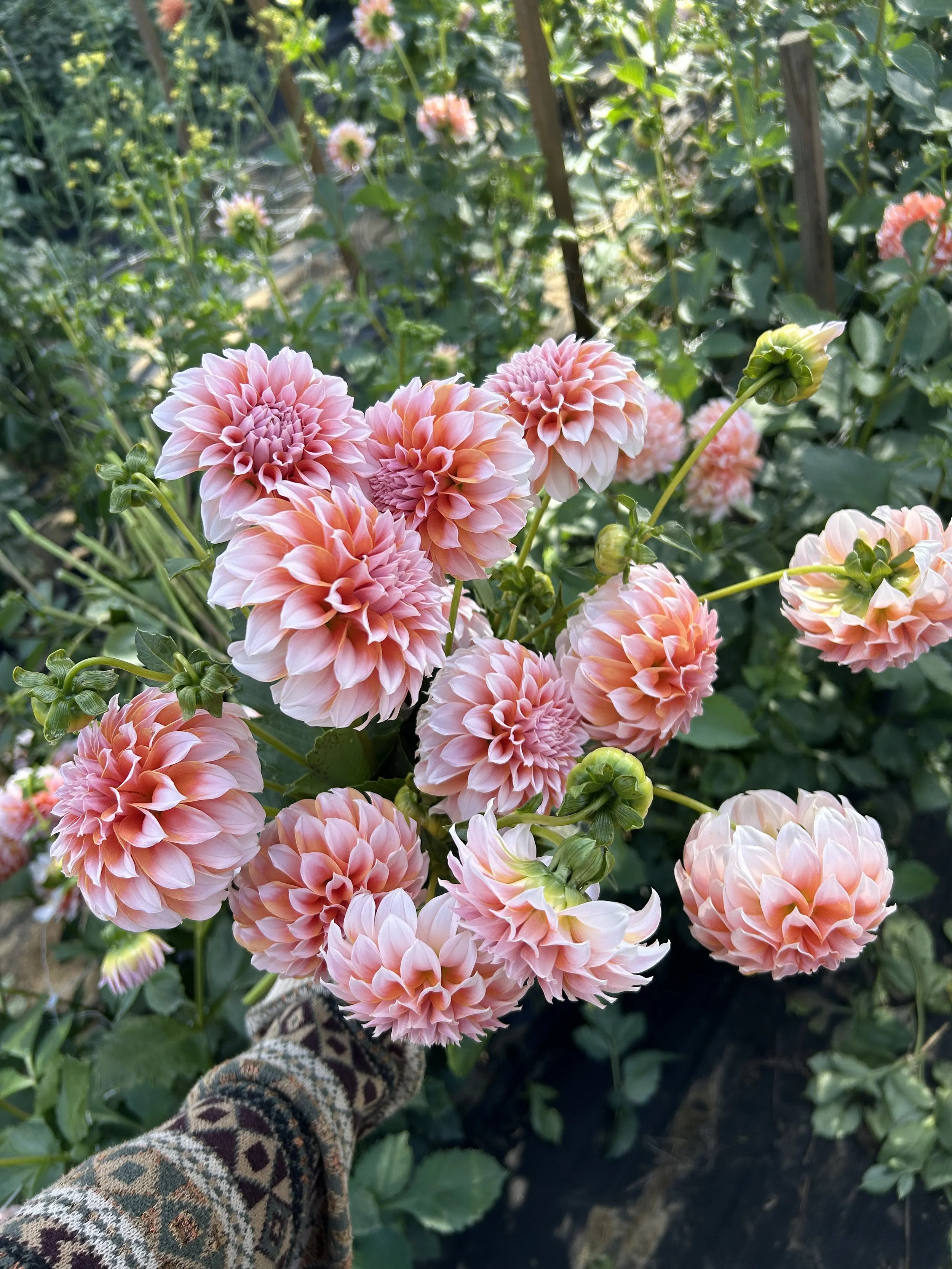 Pink and peach dahlias in a garden, with a person's hand holding a flower in the lower left corner.