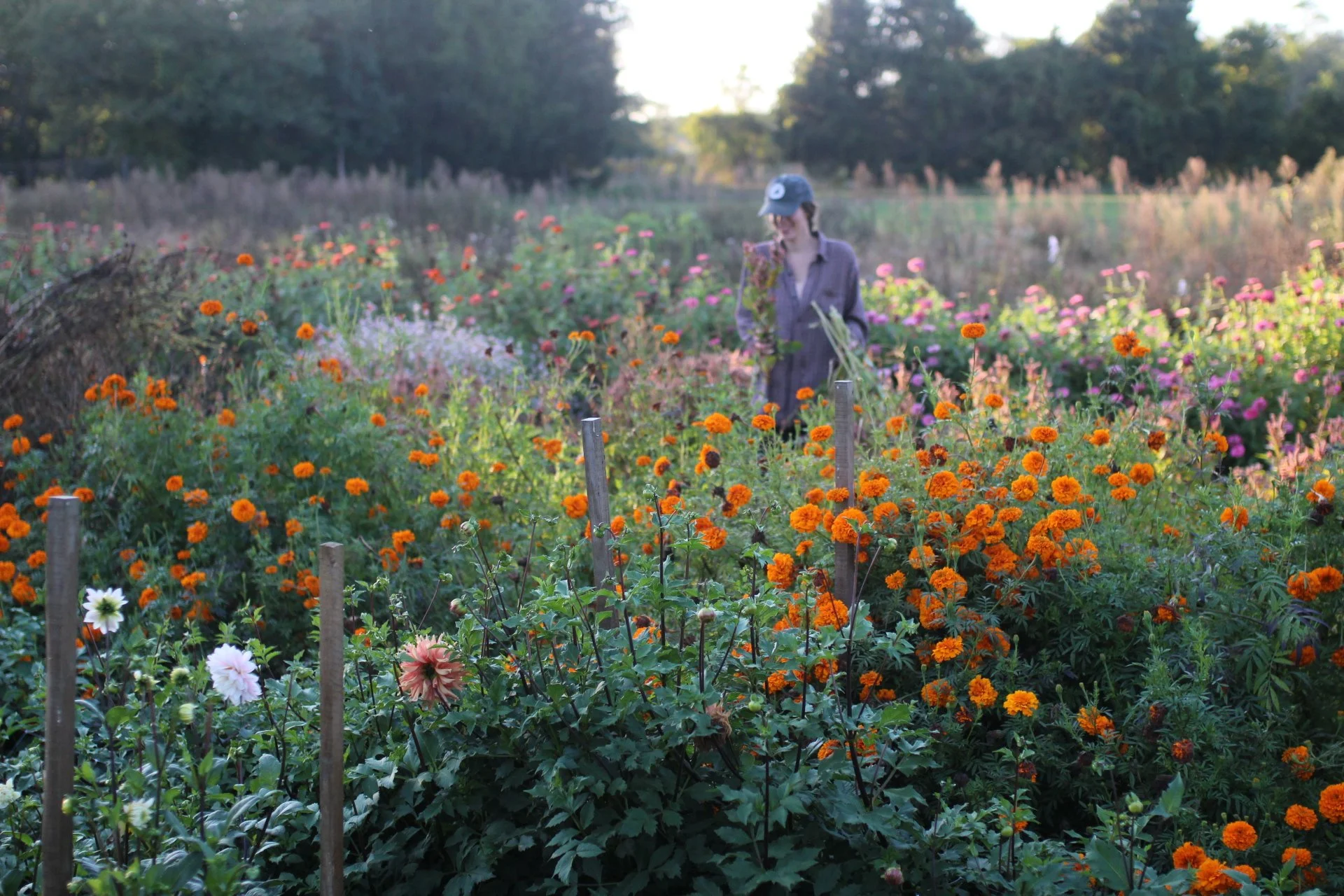 A person wearing a cap and glasses is walking through a colorful flower garden filled with orange, pink, and white flowers, with trees in the background.