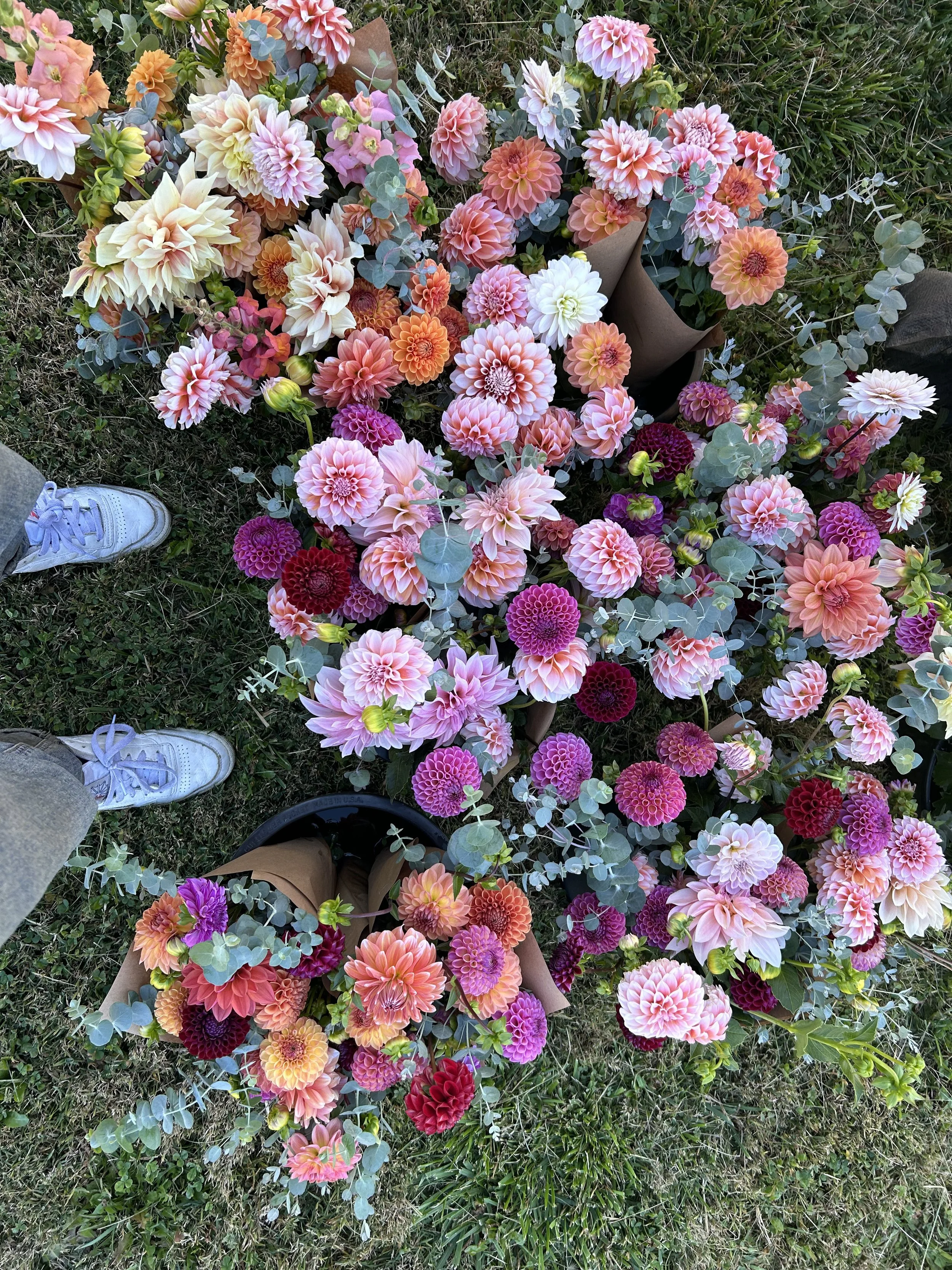 Dahlia CSA 2026