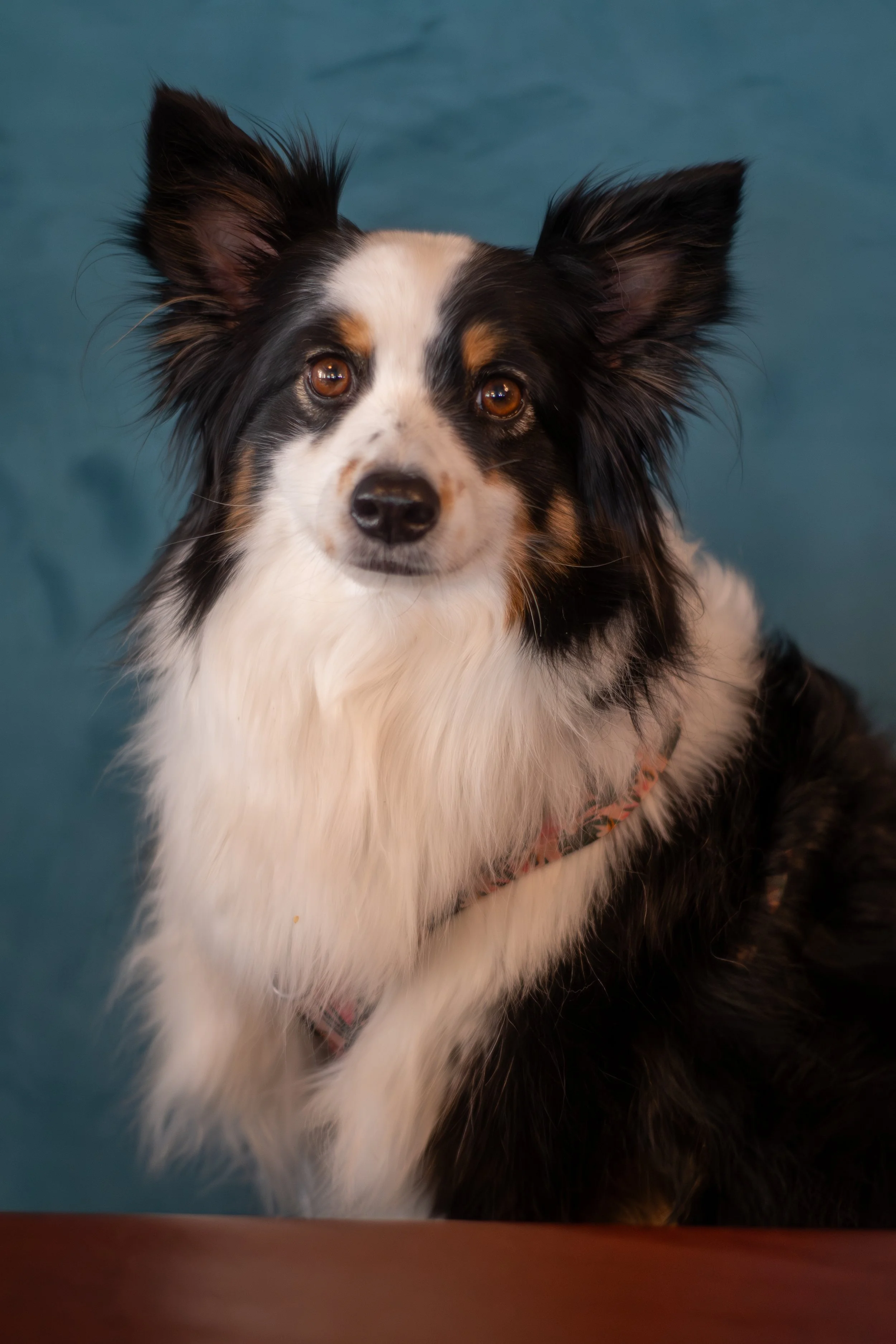 Un chien de race berger australien avec un pelage noir, blanc et feu, regardant devant lui, devant un fond bleu.