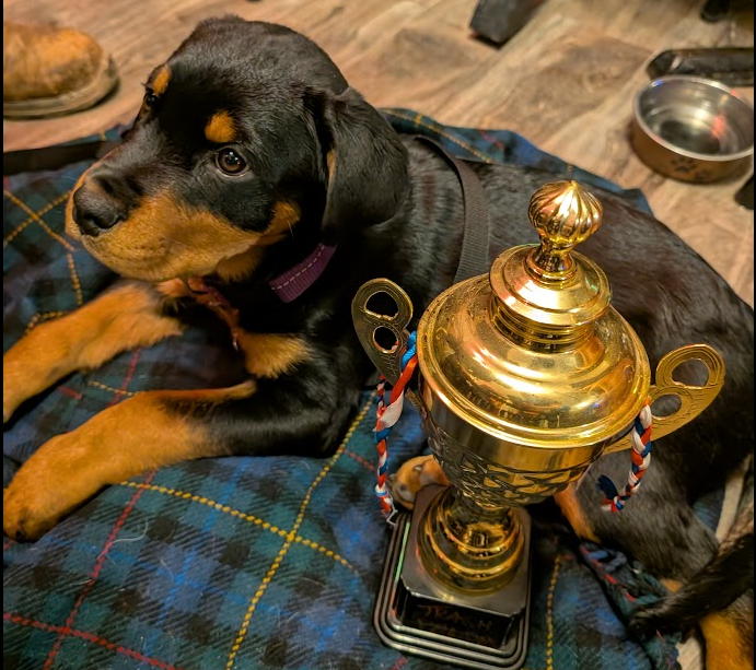 A young black and tan Rottweiler puppy lying on a tartan blanket next to a large gold trophy with red, white, and blue ribbons, in a room with a dog bowl and wooden floor.