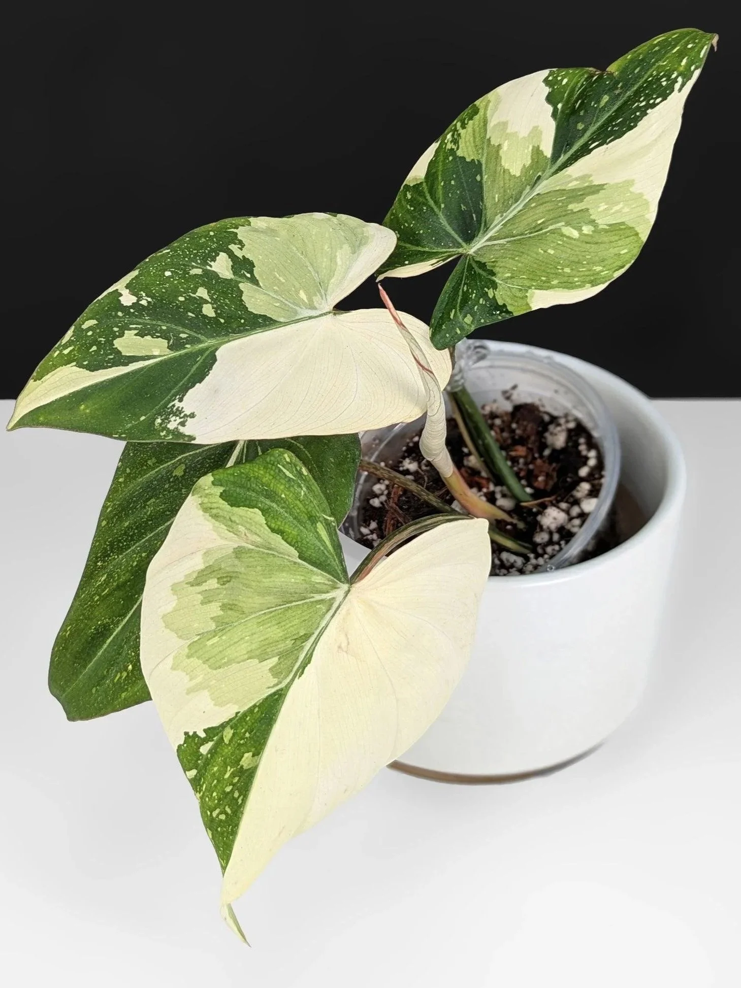 Variegated Philodendron Gloriosum