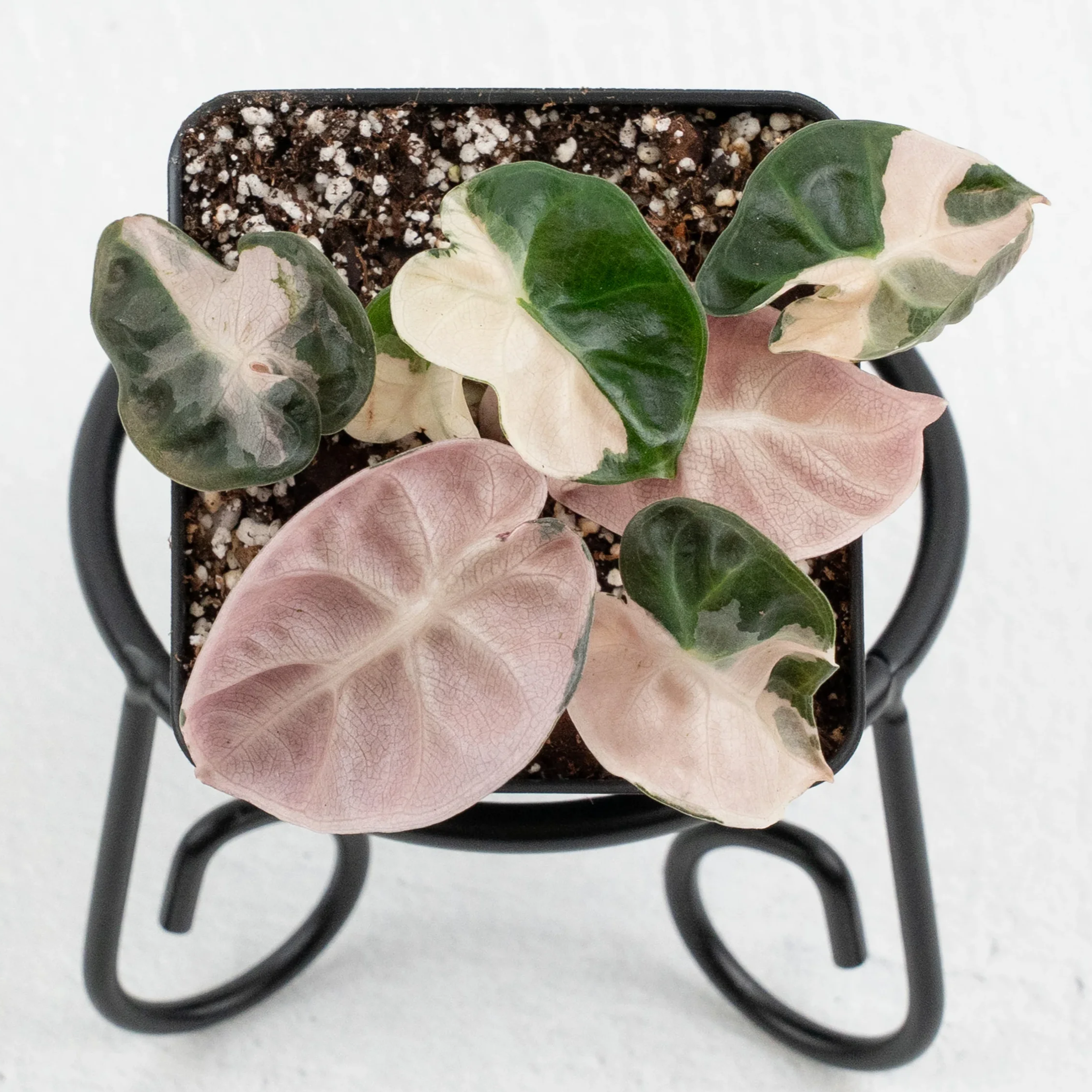 AlocasiaBalloonHeart_Grower_sChoice_2025-12-26_WEEK52_-3.png