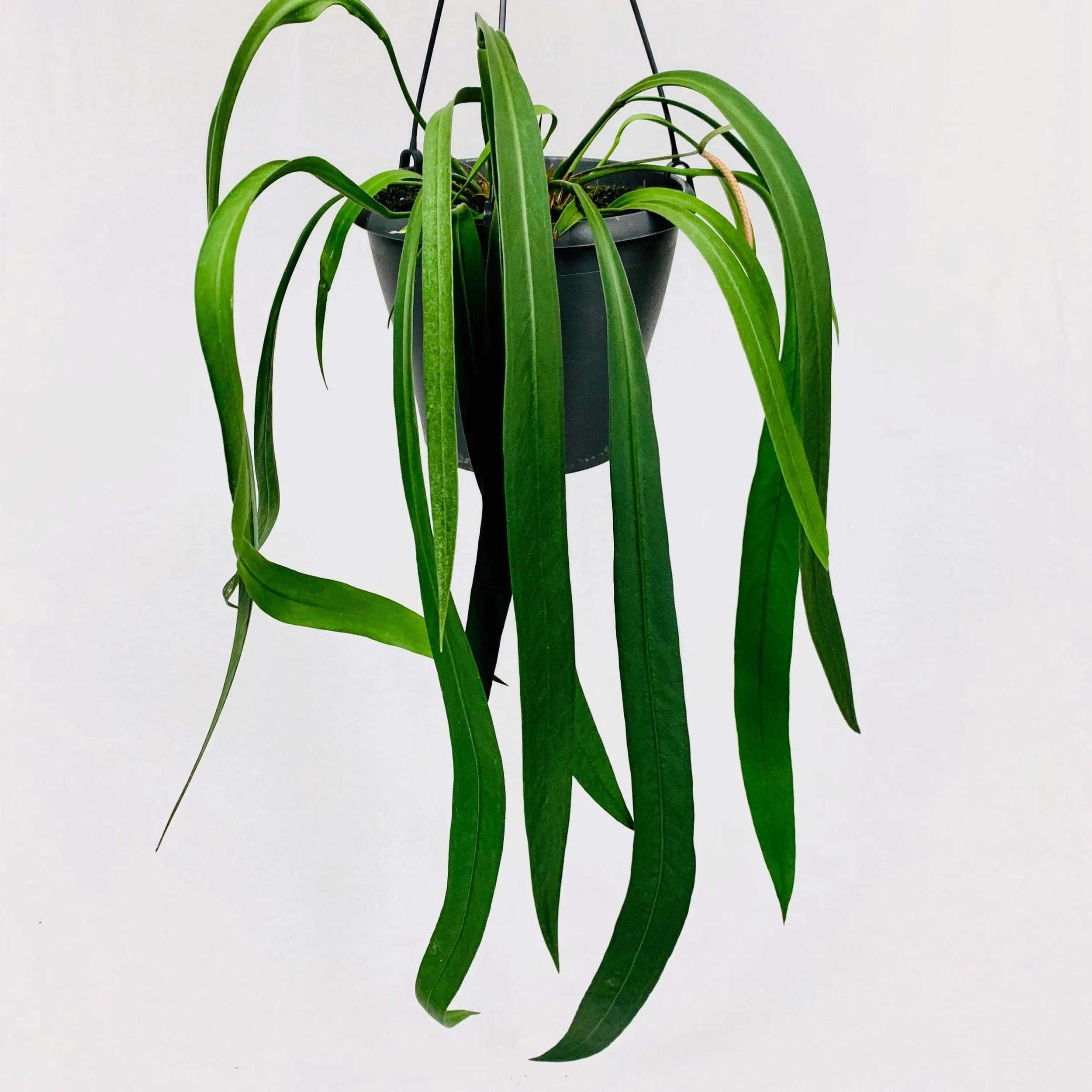 antherium vittarifolium.jpg