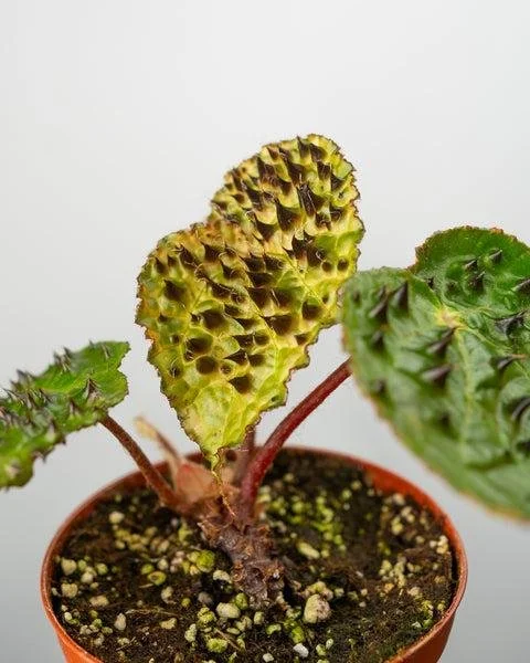 Begonia ferox