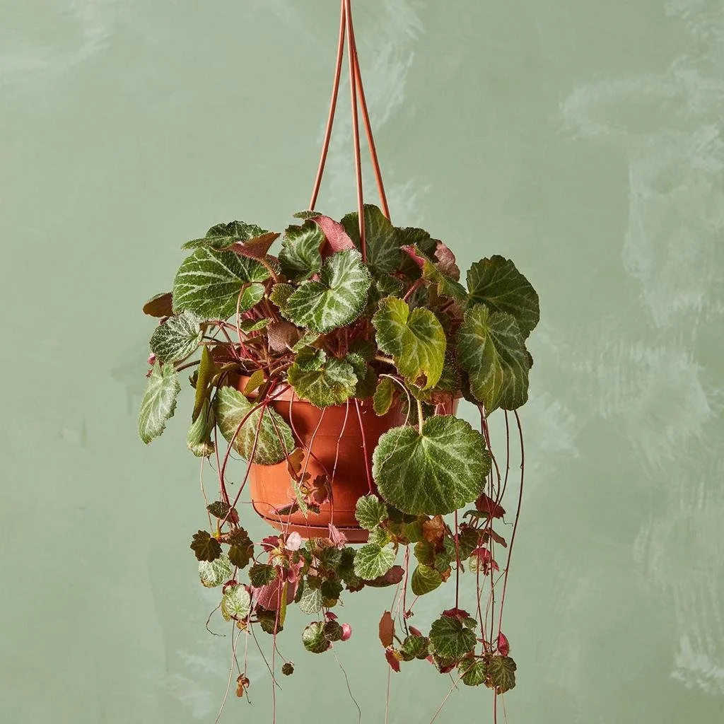 strawberry begonia.jfif