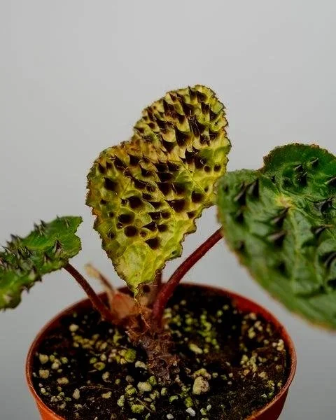begonia+rex.jpg