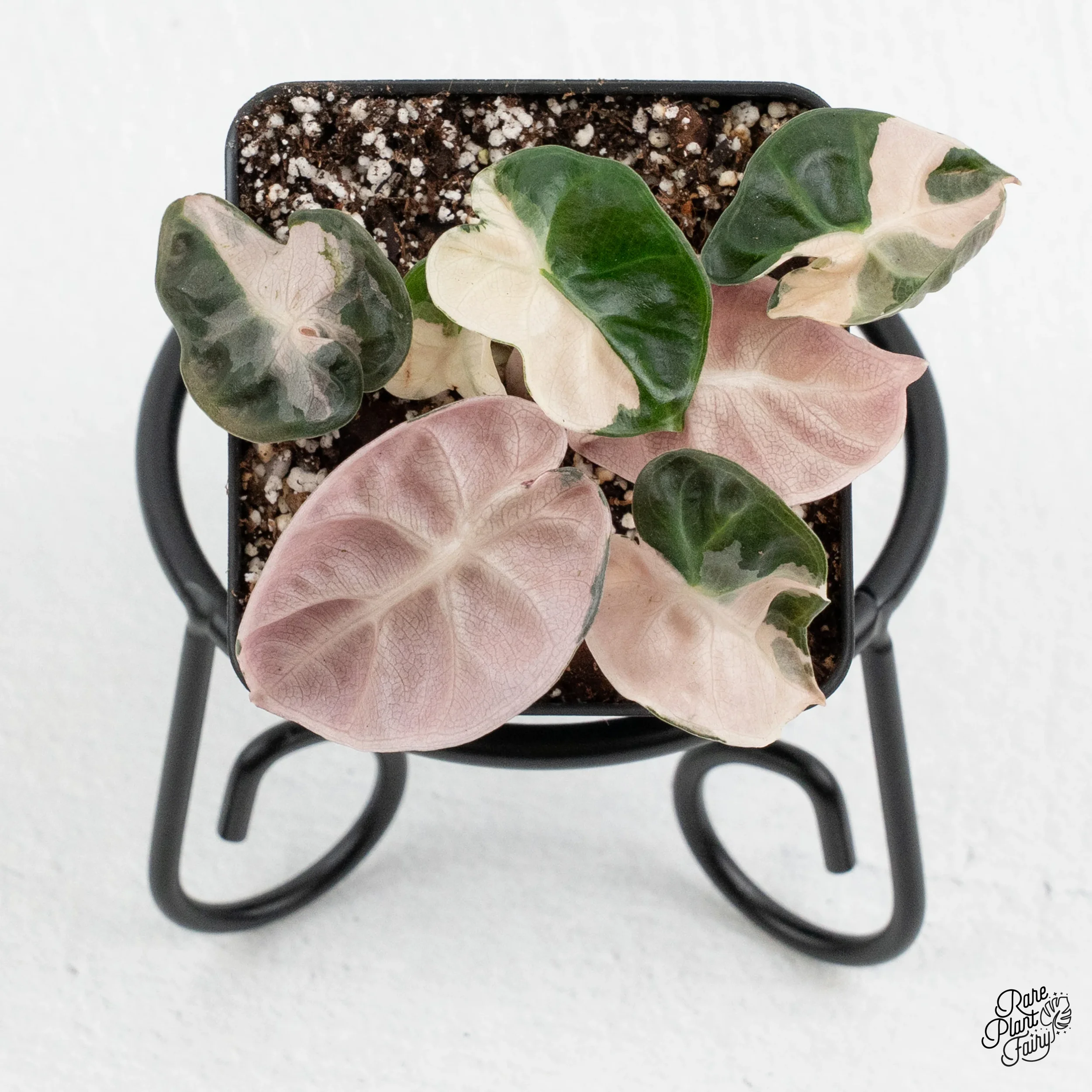 Alocasia 'Balloon Heart' Pink Variegated *Grower's Choice*