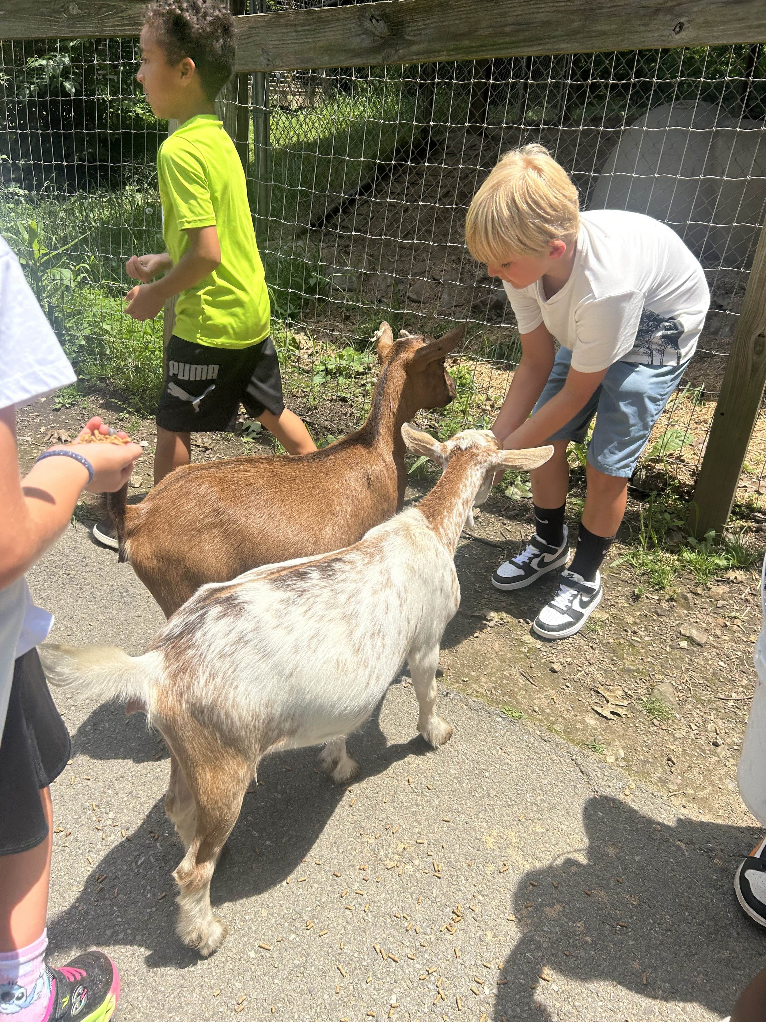 Children feeding goats at a petting zoo.