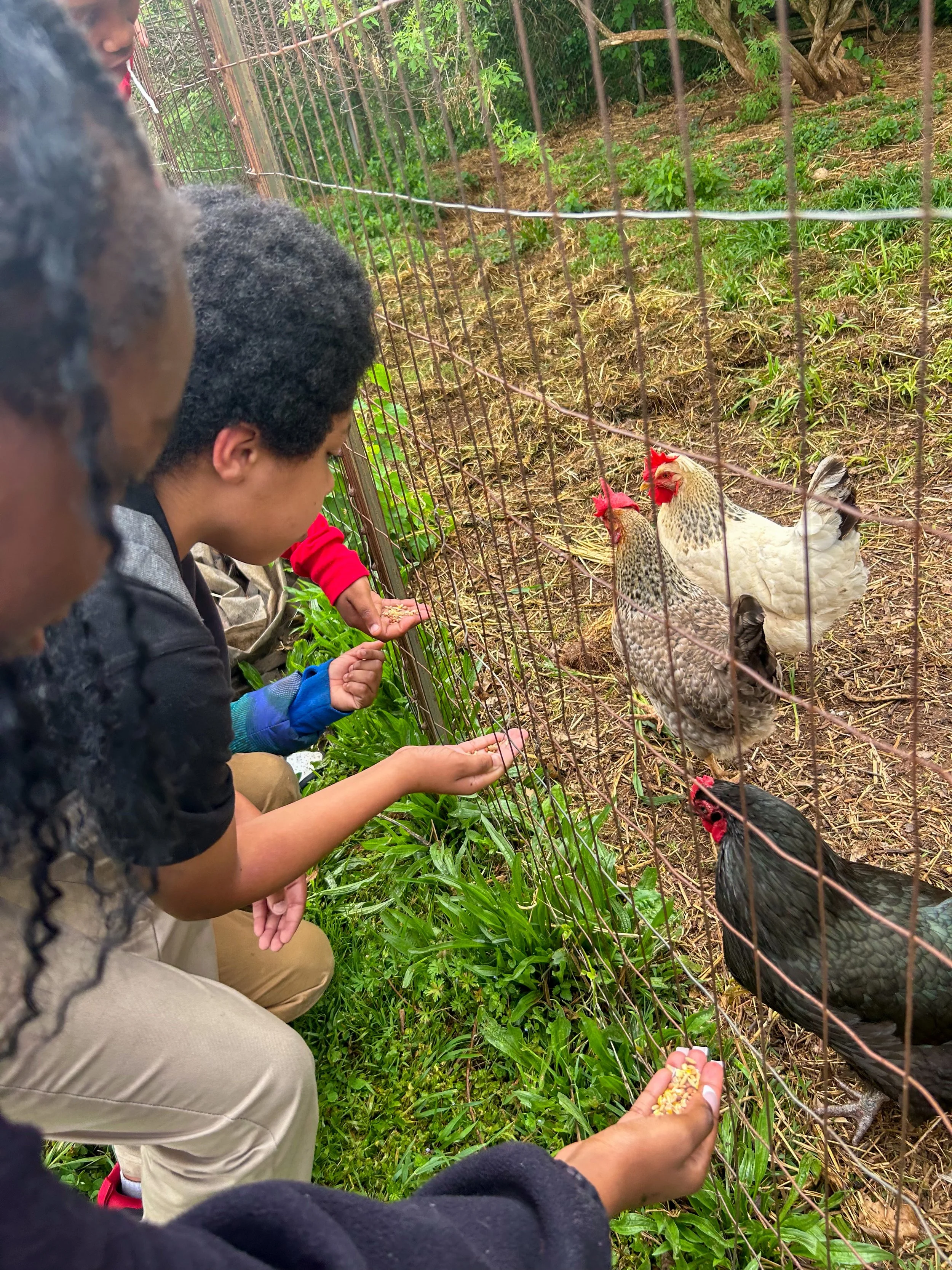 Children feeding chickens through a wire fence in an outdoor setting with greenery.