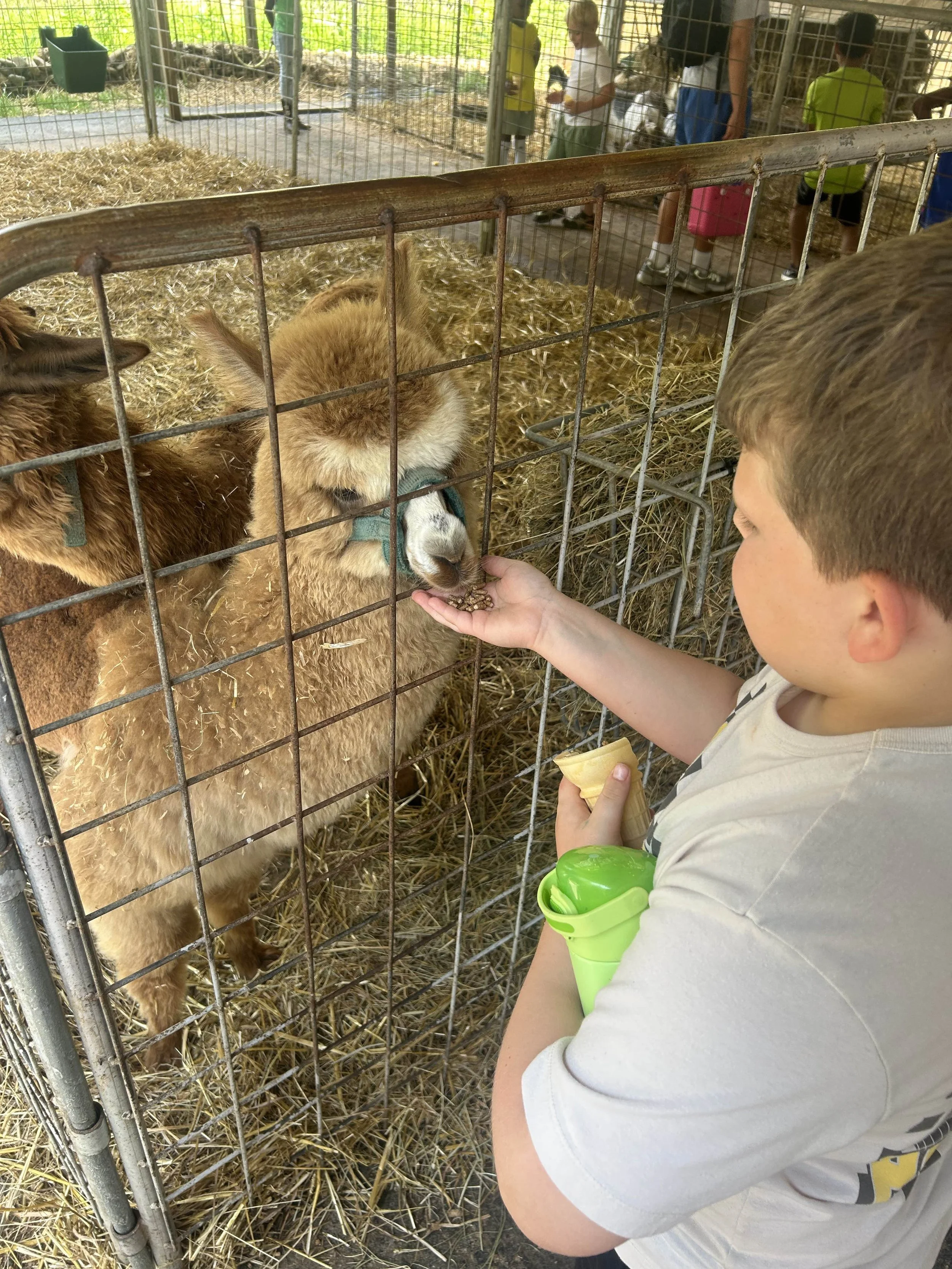 A young boy feeding a small llama through a metal fence at a petting zoo, with other children and animals visible in the background.