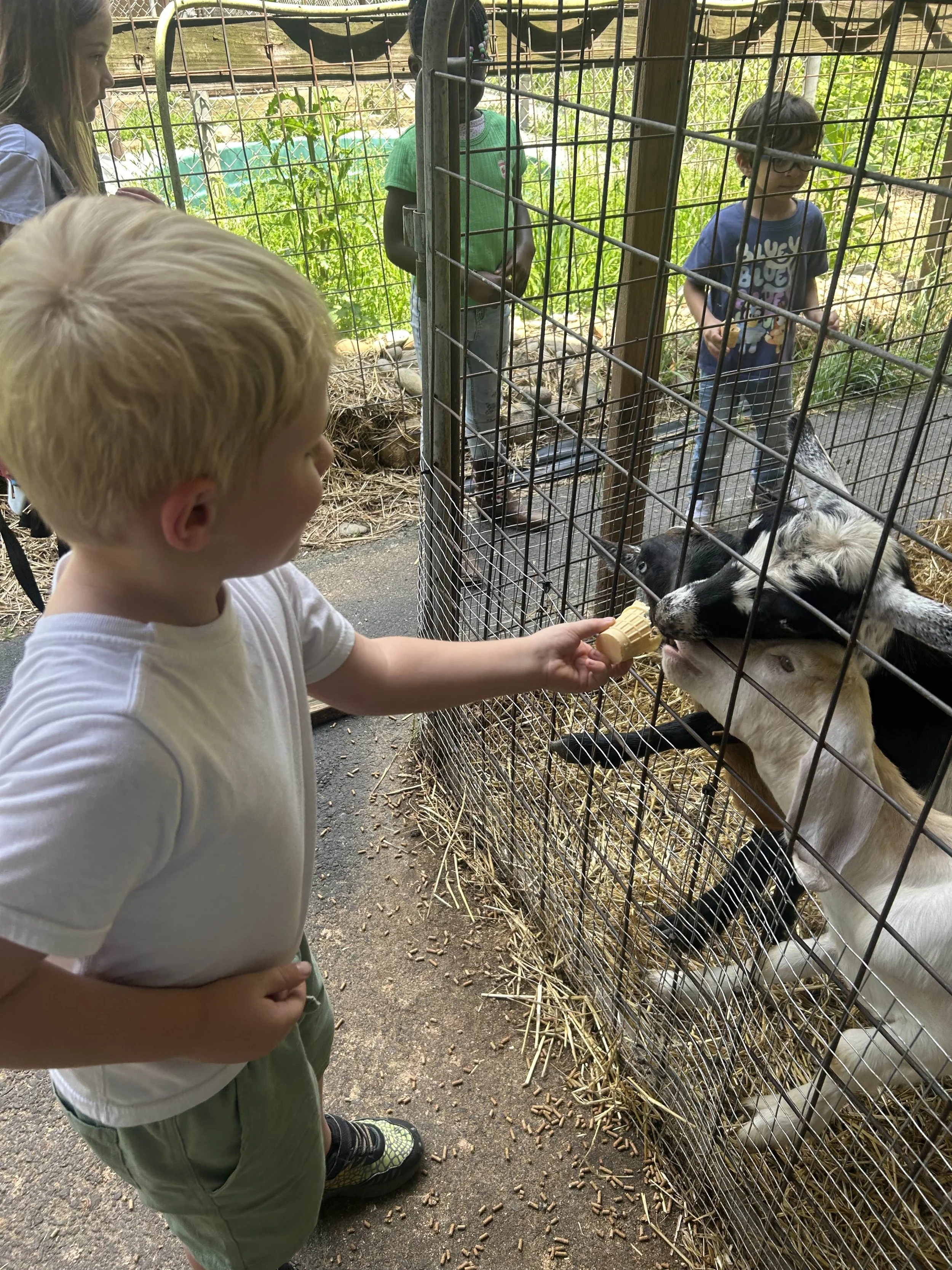 A young boy feeding a goat at a petting zoo. The goat is reaching through the fence to eat a treat from the boy's hand. Other children are visible in the background, with greenery behind the enclosure.