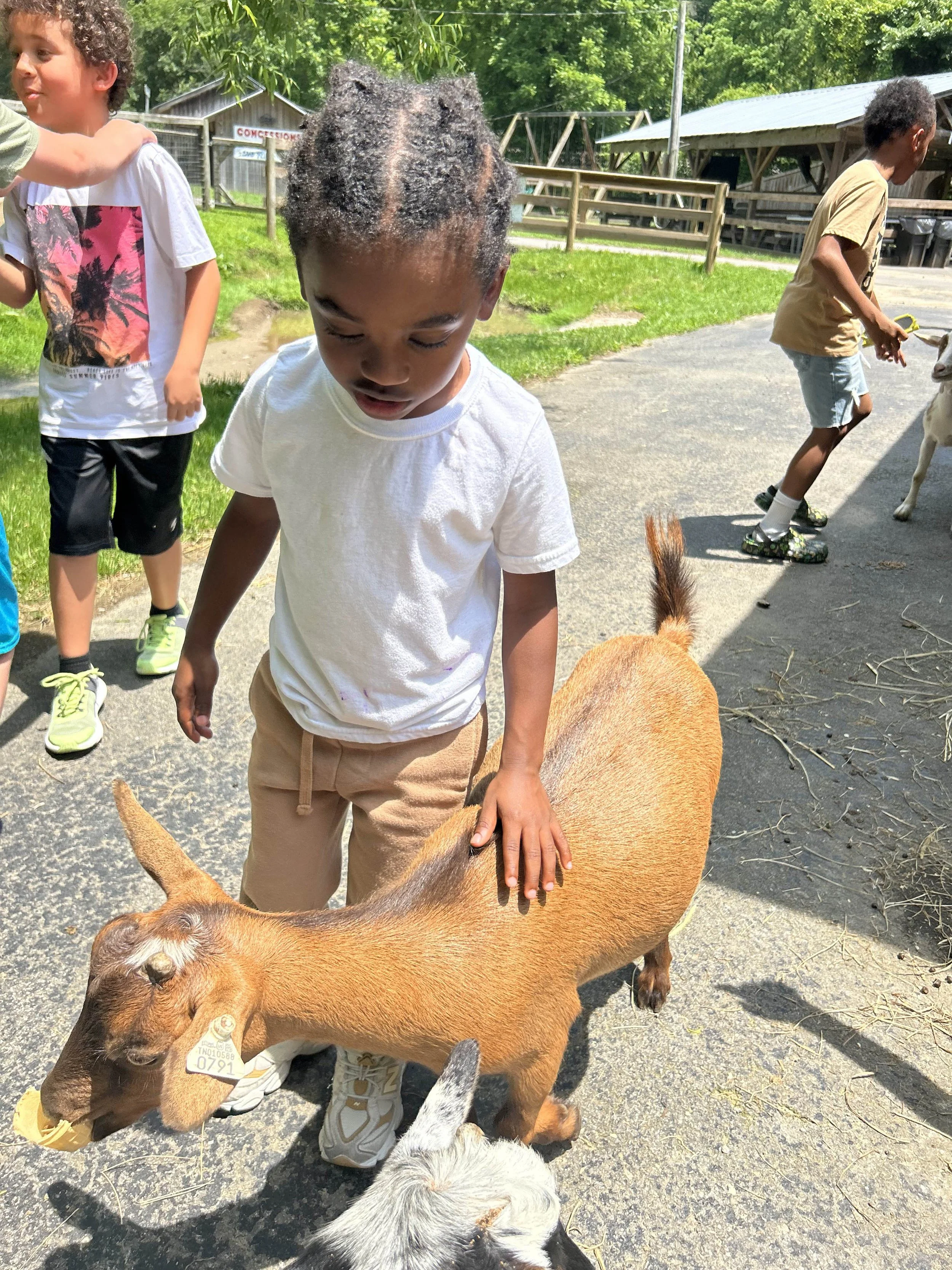 Children petting goats outdoors on a sunny day at a petting zoo.