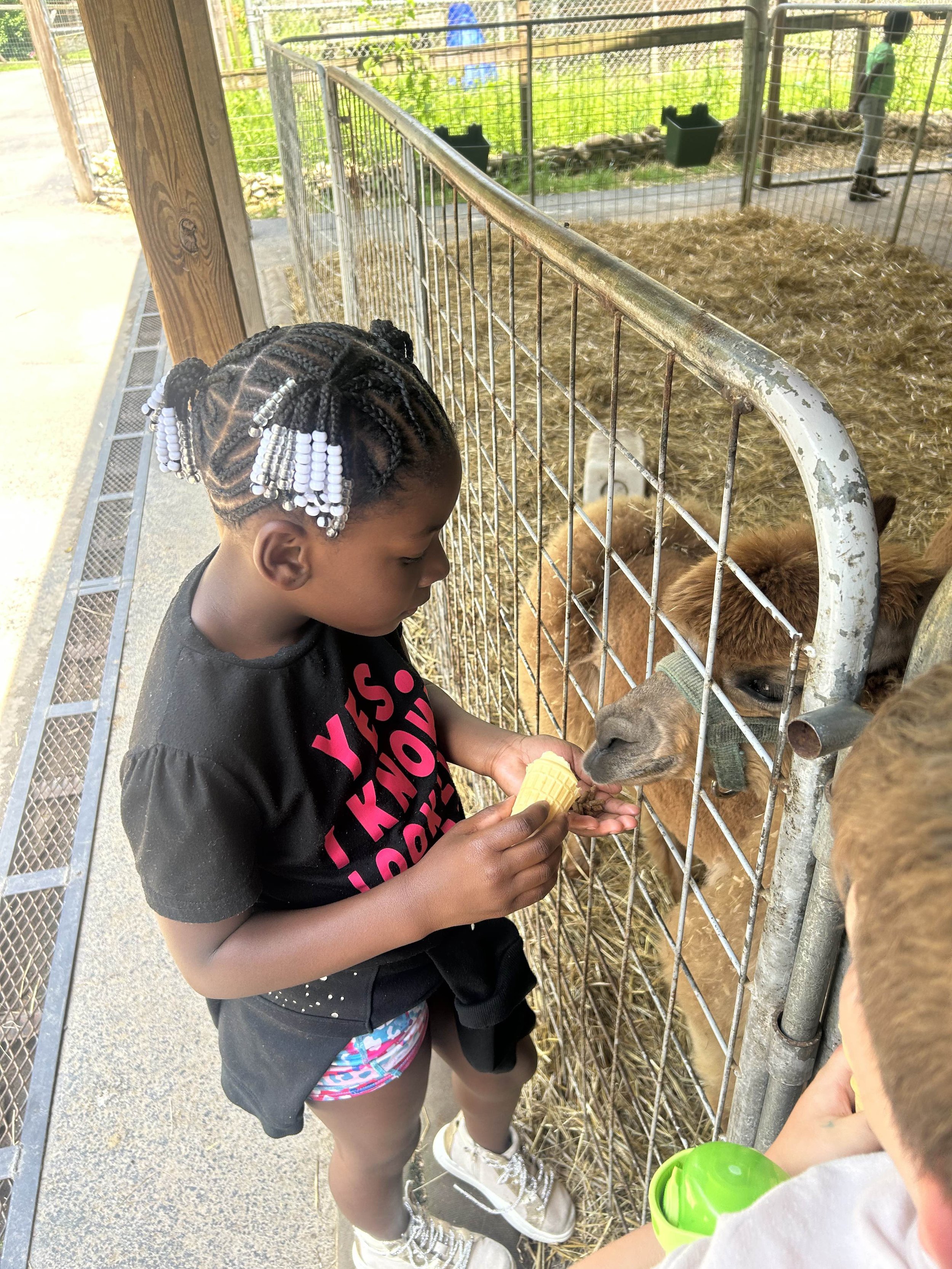 A young girl feeding a llama at a petting zoo, with other children nearby, behind a metal fence.