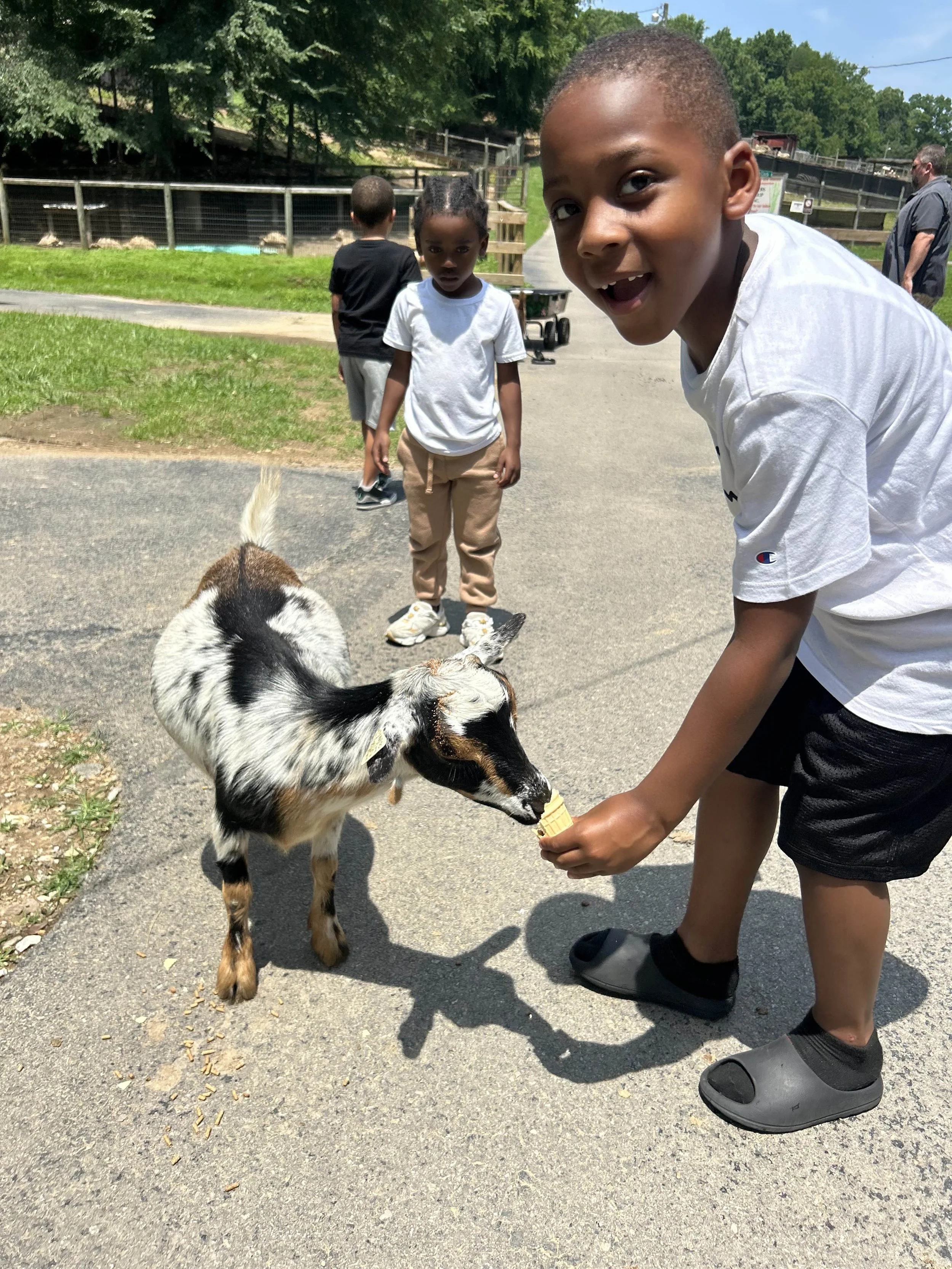 A young boy in a white t-shirt and black shorts feeding a small black and white goat ice cream cone on a paved path in a zoo or petting farm, with two children and an adult in the background.