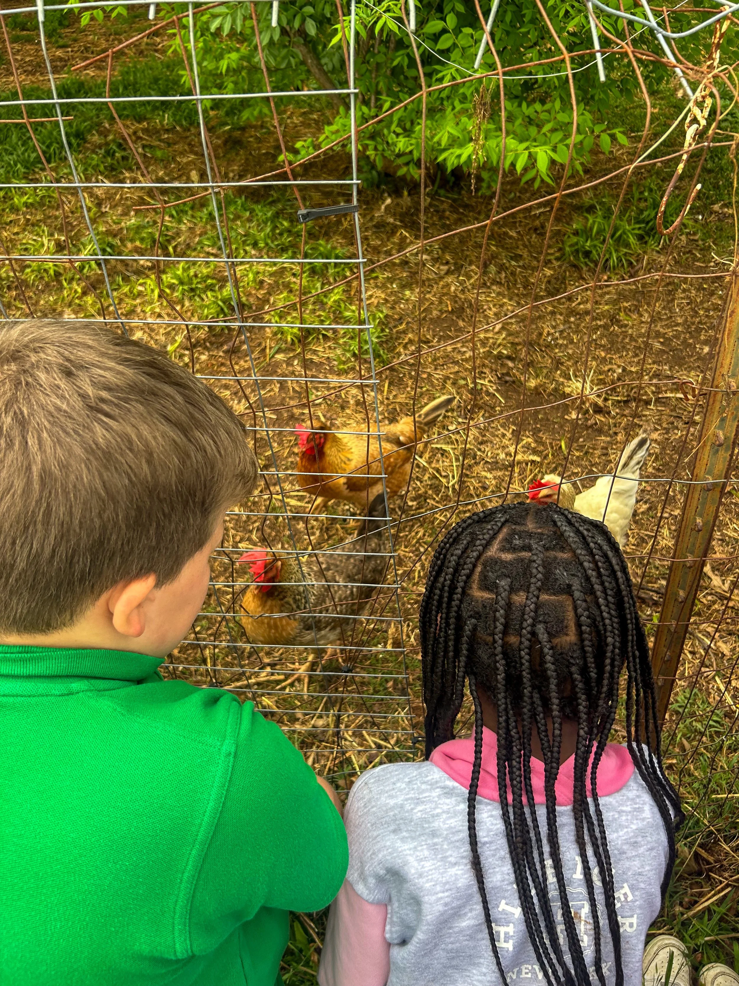Two children, a boy with short brown hair wearing a green shirt and a girl with long braided hair wearing a gray and pink hoodie, stand behind a wire fence observing chickens, including a brown hen with a red comb and a white hen, in a backyard with 