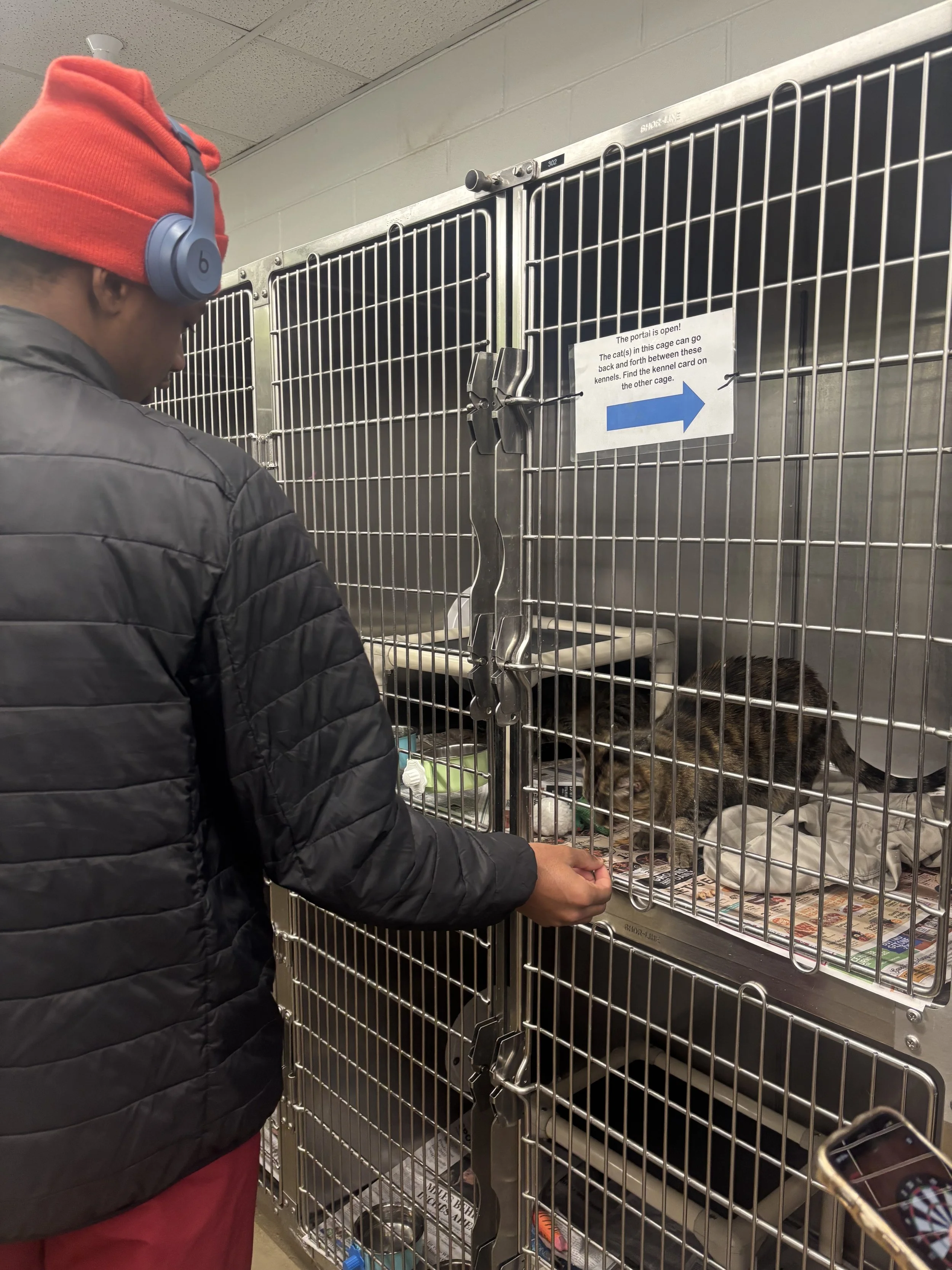 A man with a red beanie and headphones looking at a cage with a cat inside in an animal shelter.