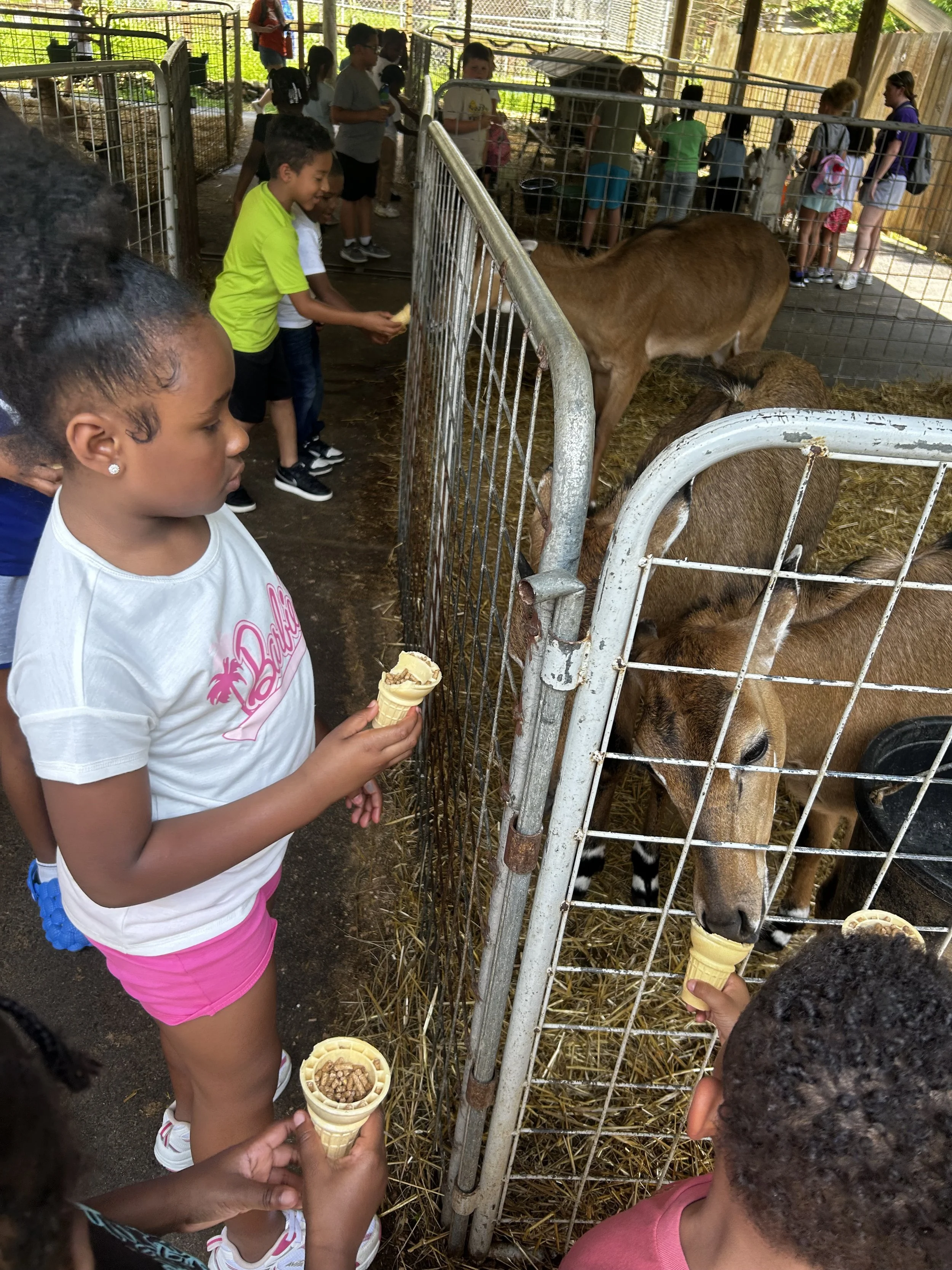 Children feeding ice cream cones to animals at a petting zoo, with kids gathered around a fenced enclosure containing goats and brown calves.
