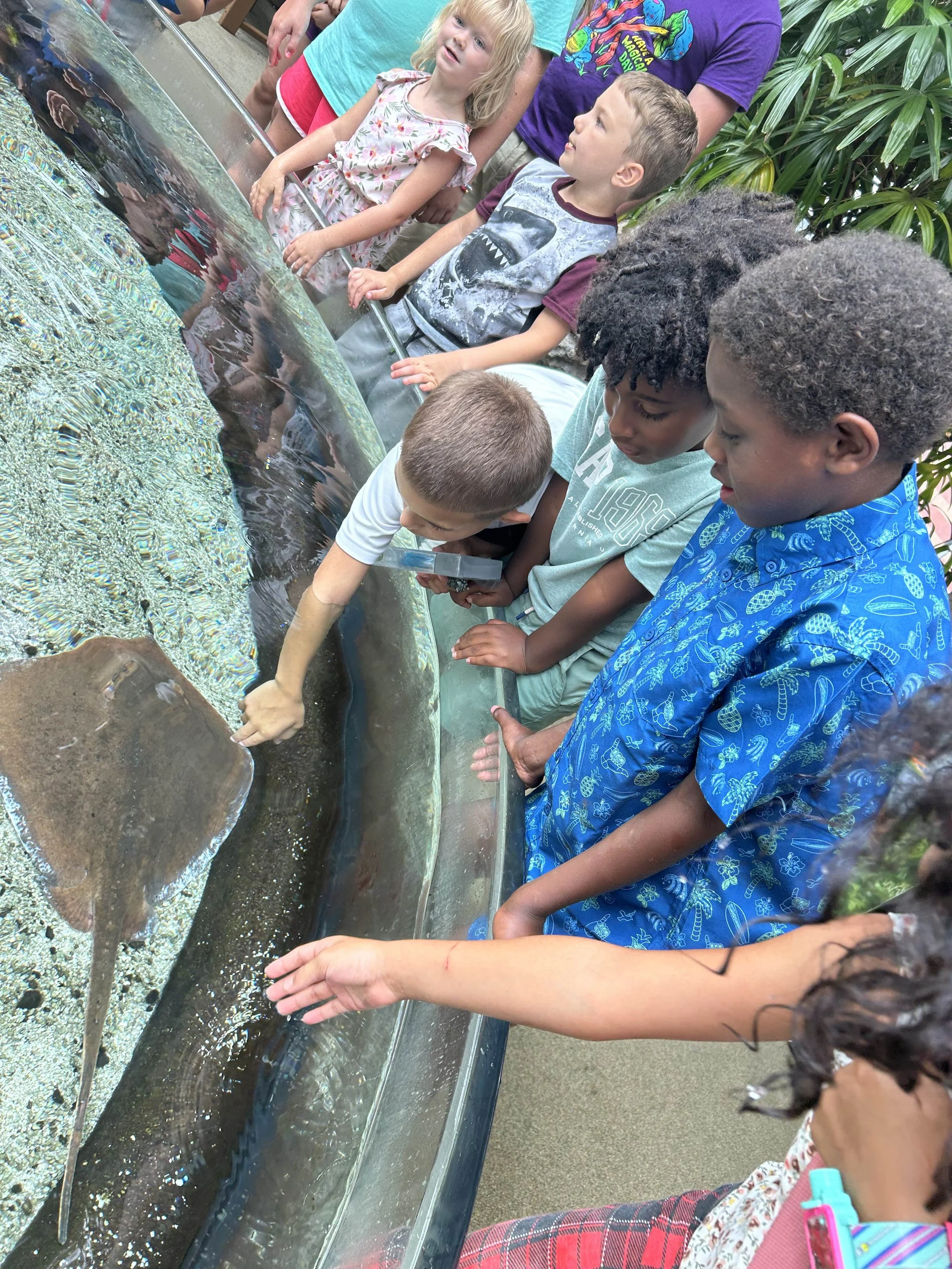 Children gathered around an aquarium tank looking at sea creatures, with some children reaching into the water.