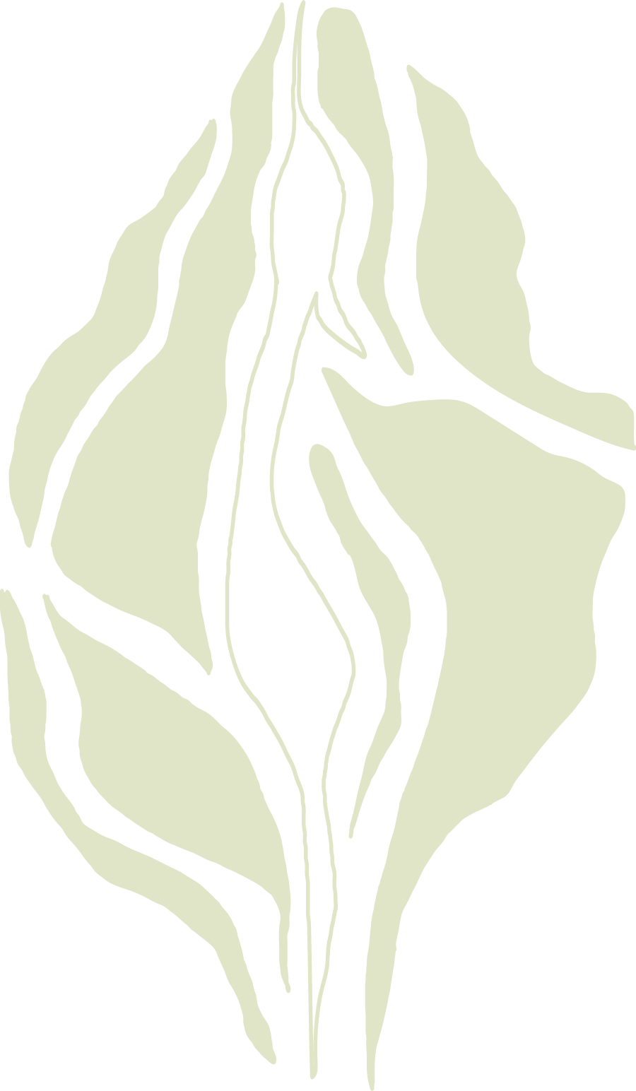 A stylized black and white line drawing of a plant with a central stem and elongated leaves around it.
