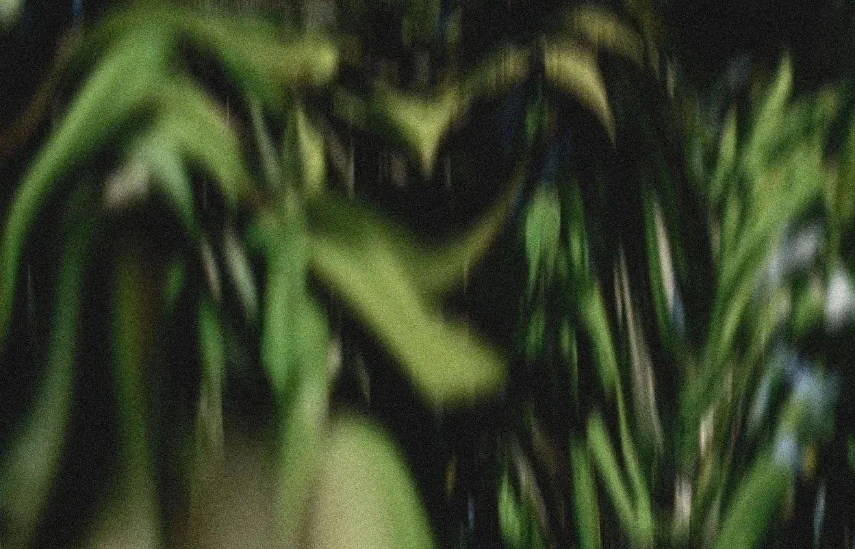 Close-up of green leafy plants in low light