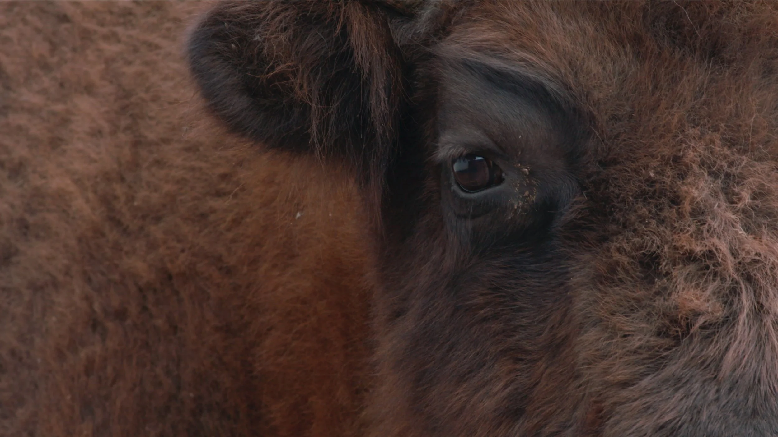 Close-up of a brown foal and a larger brown horse with their bodies pressed together, showing their fur and the foal's eye.