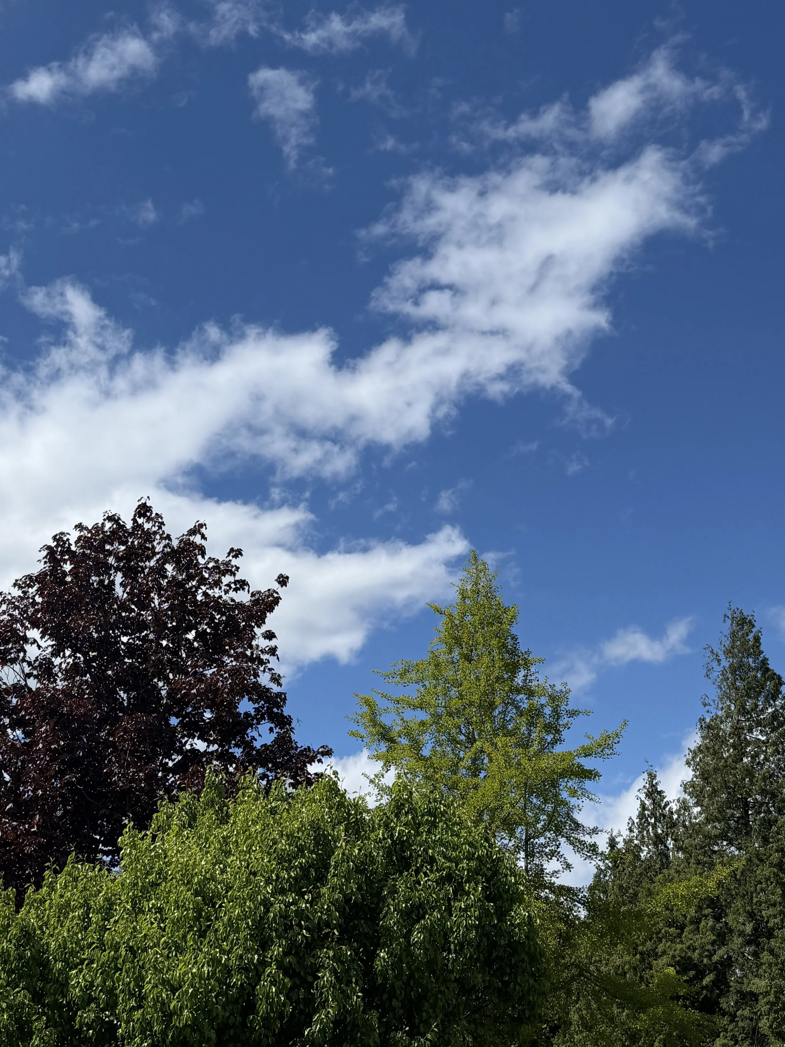 Echoes From The Therapy Room: Alexithymia