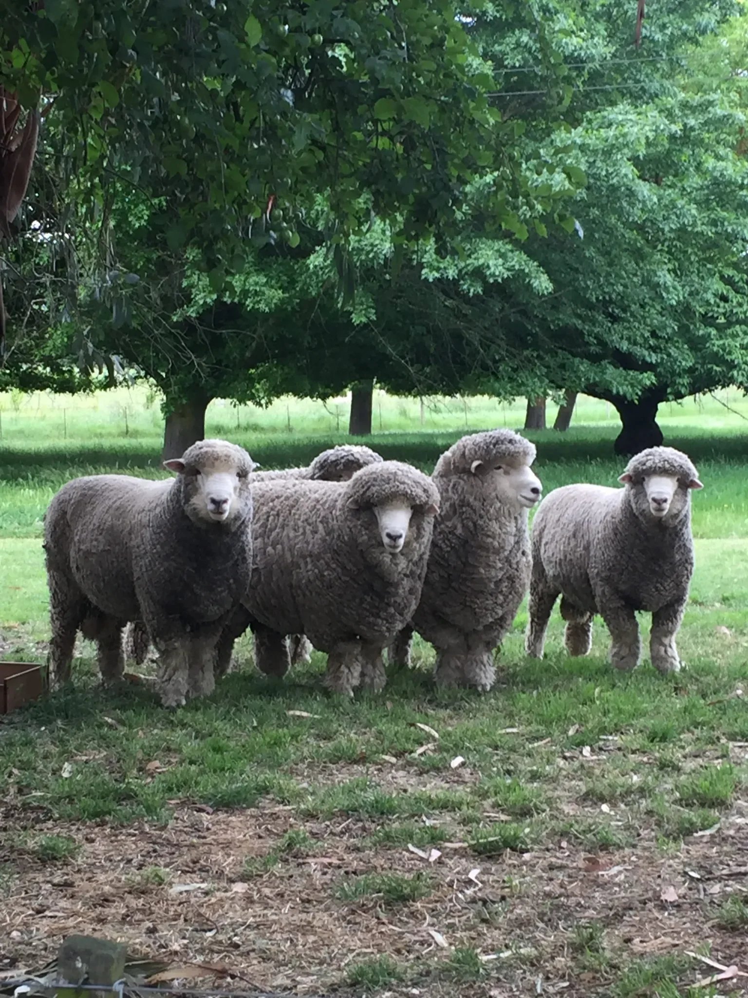 New Zealand: The Sheep Nation