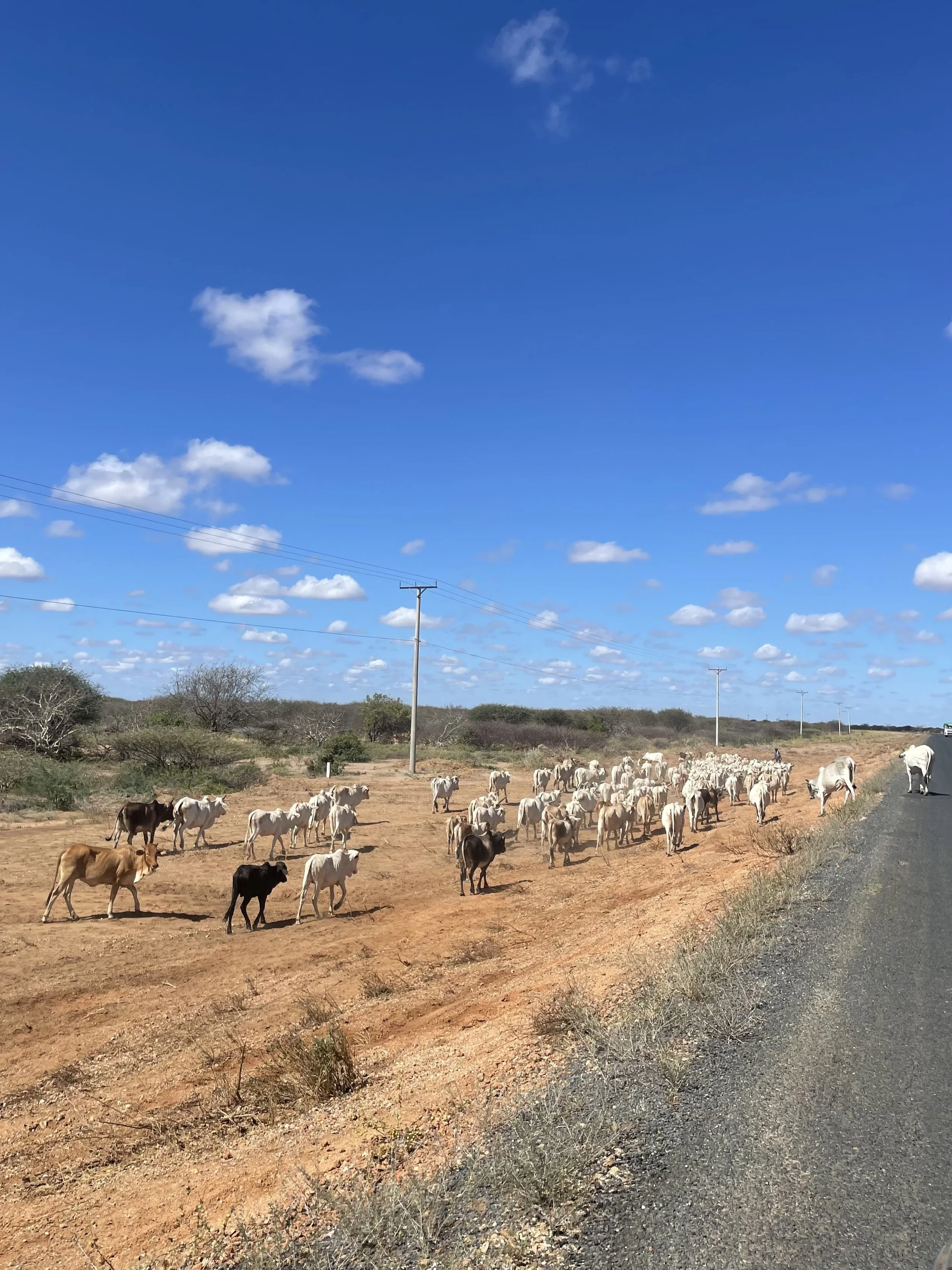 The Livestock System of Kenya: Pastoralism and Beyond