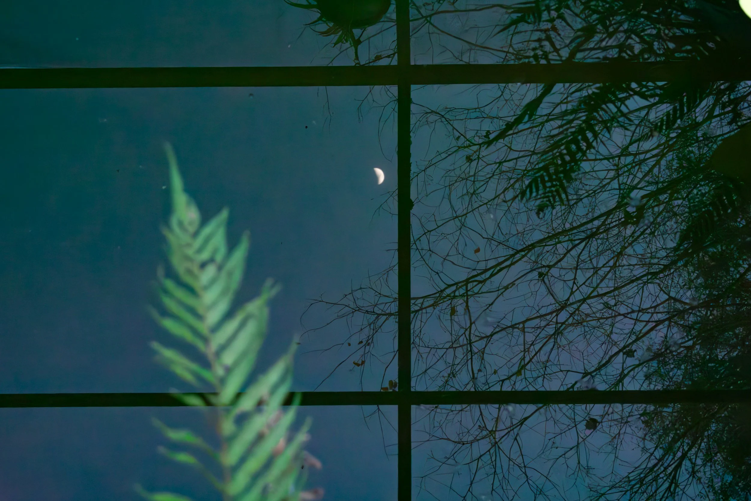 A crescent moon behind a glass window with trees and a fern in the foreground