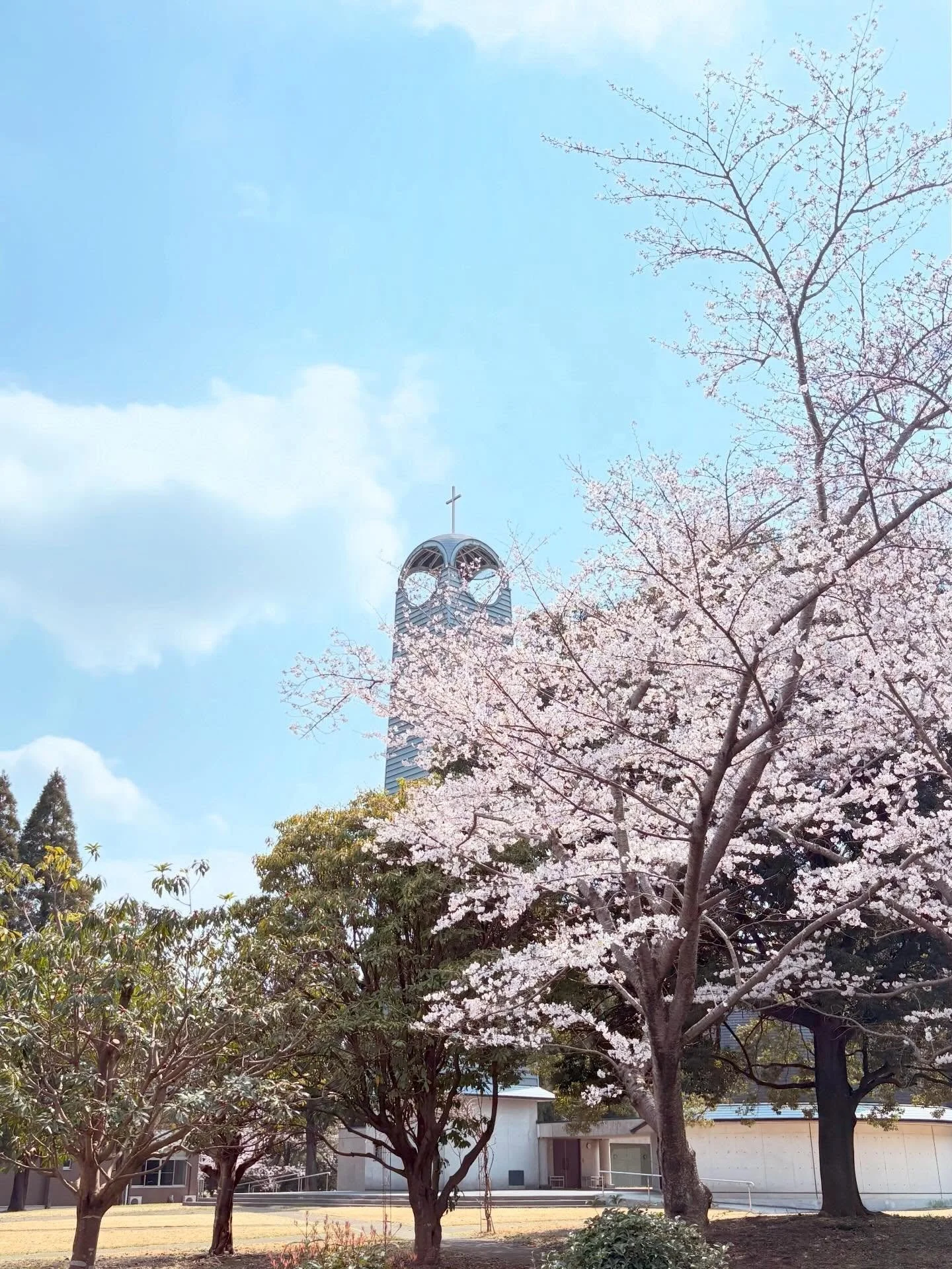 Cherry blossom trees with pink flowers in bloom, a church with a cross on top, and a clear blue sky with some clouds.