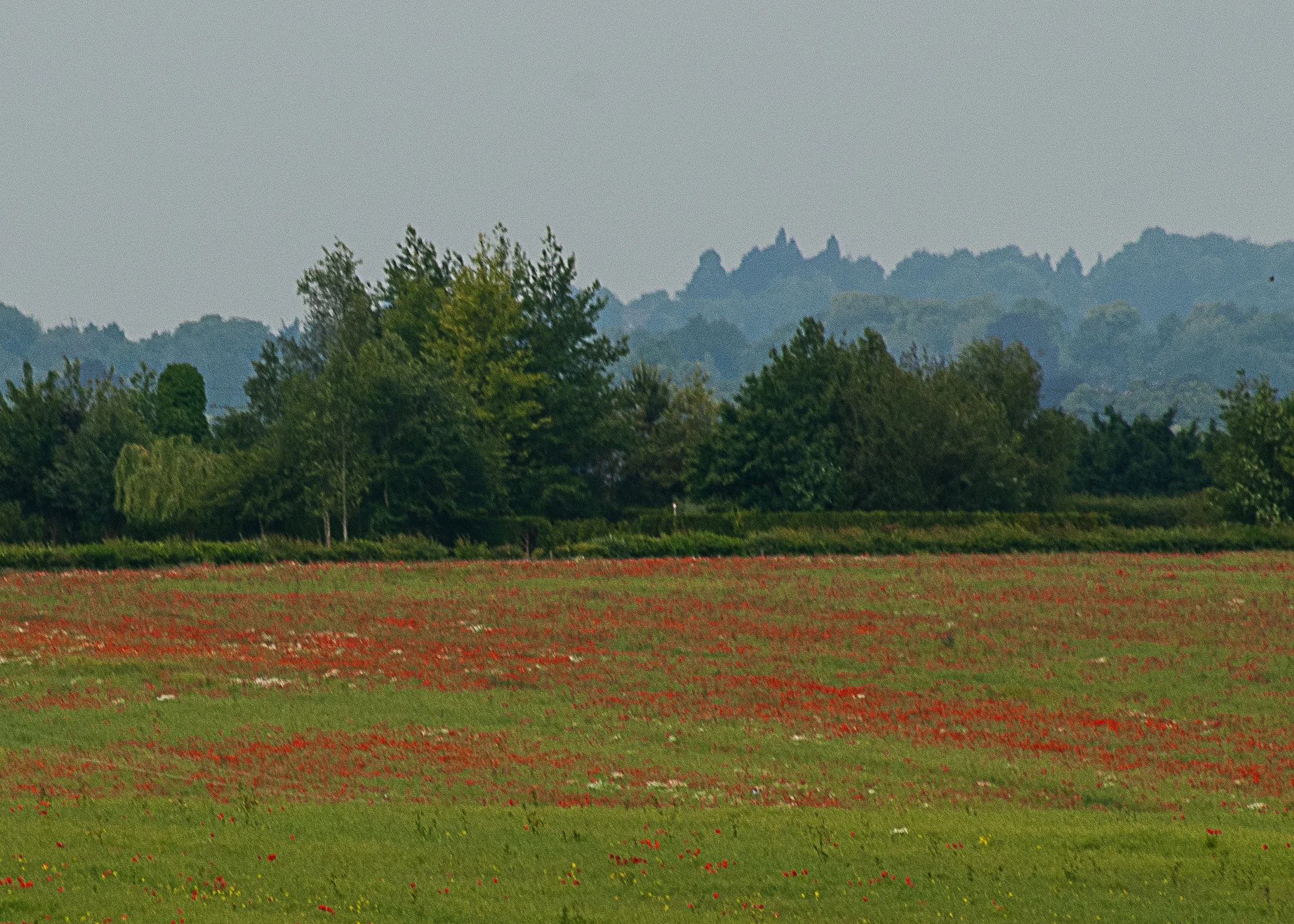 113 299- Poppy Field.jpg