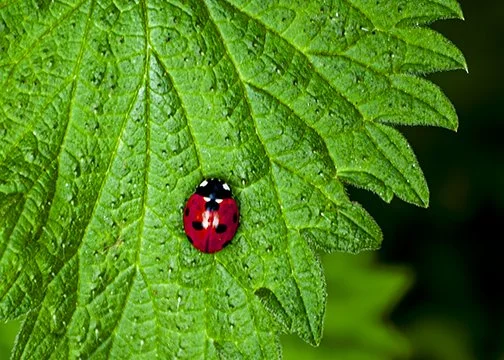 106 1 - Ladybird2.jpg