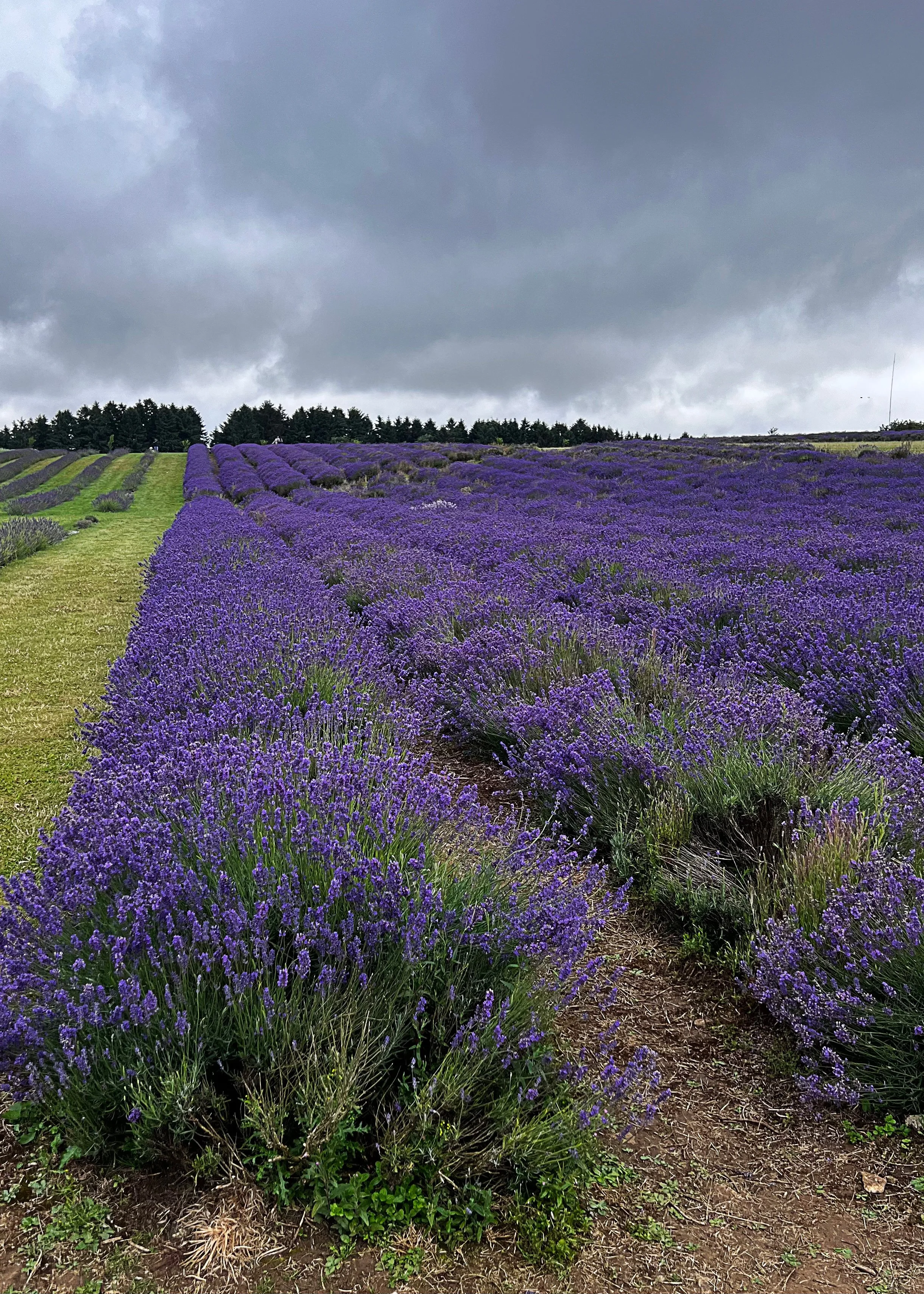 200 2917 - Lavender Rows.jpg