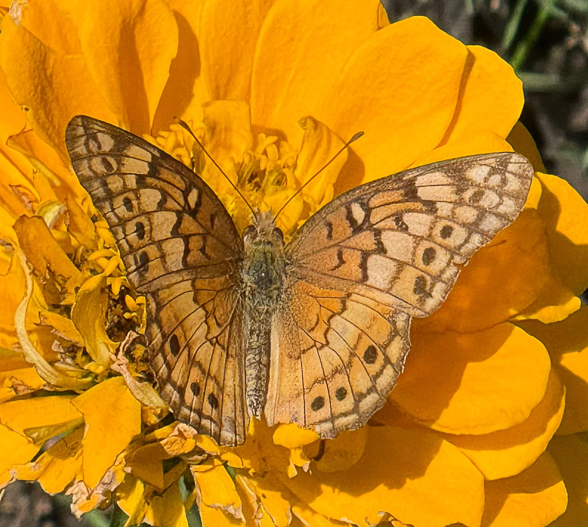 200 1409 - Variegated Fritillary.jpg