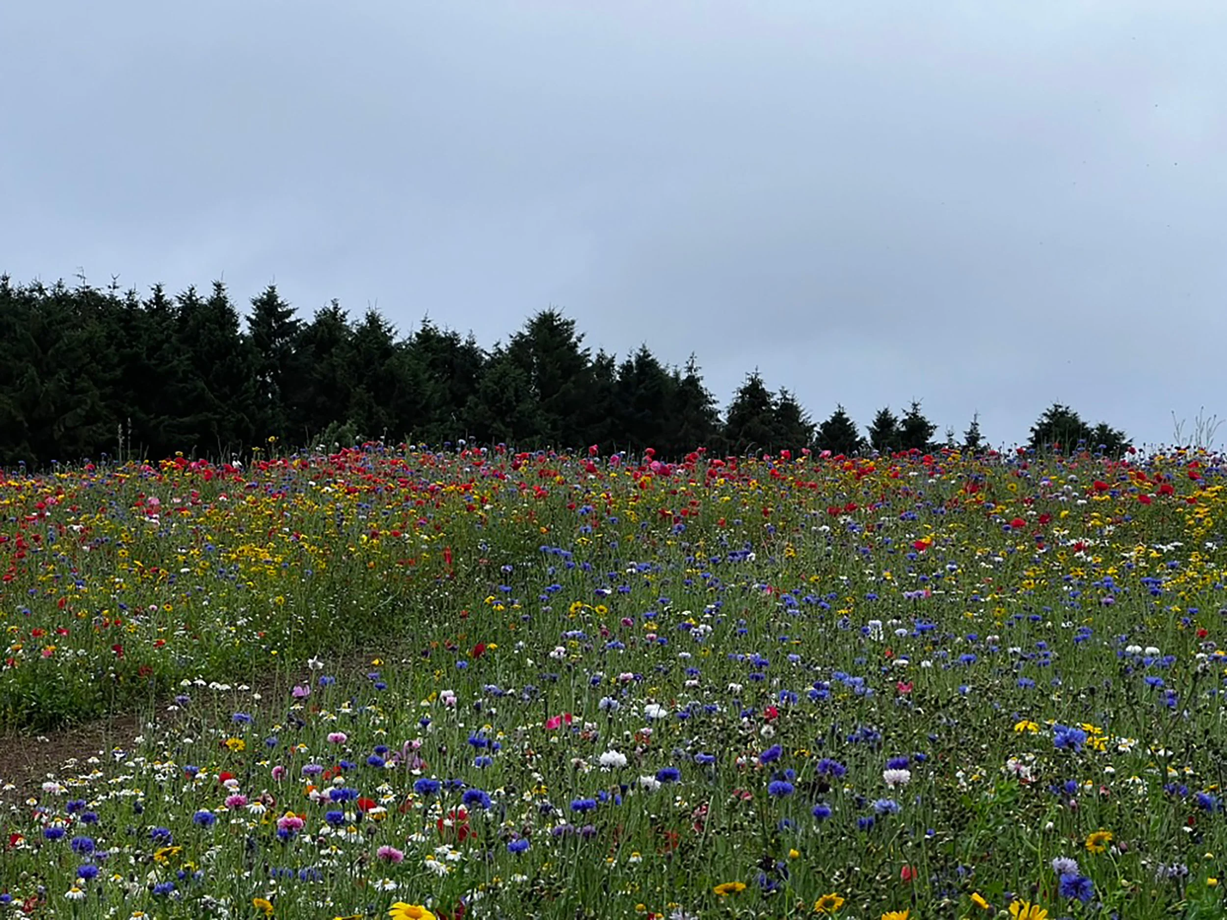 Wild Flower Field-1.jpg