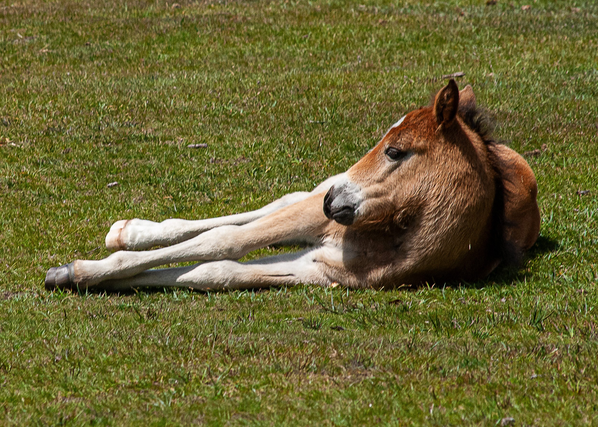 113 047 - Foal Resting.jpg