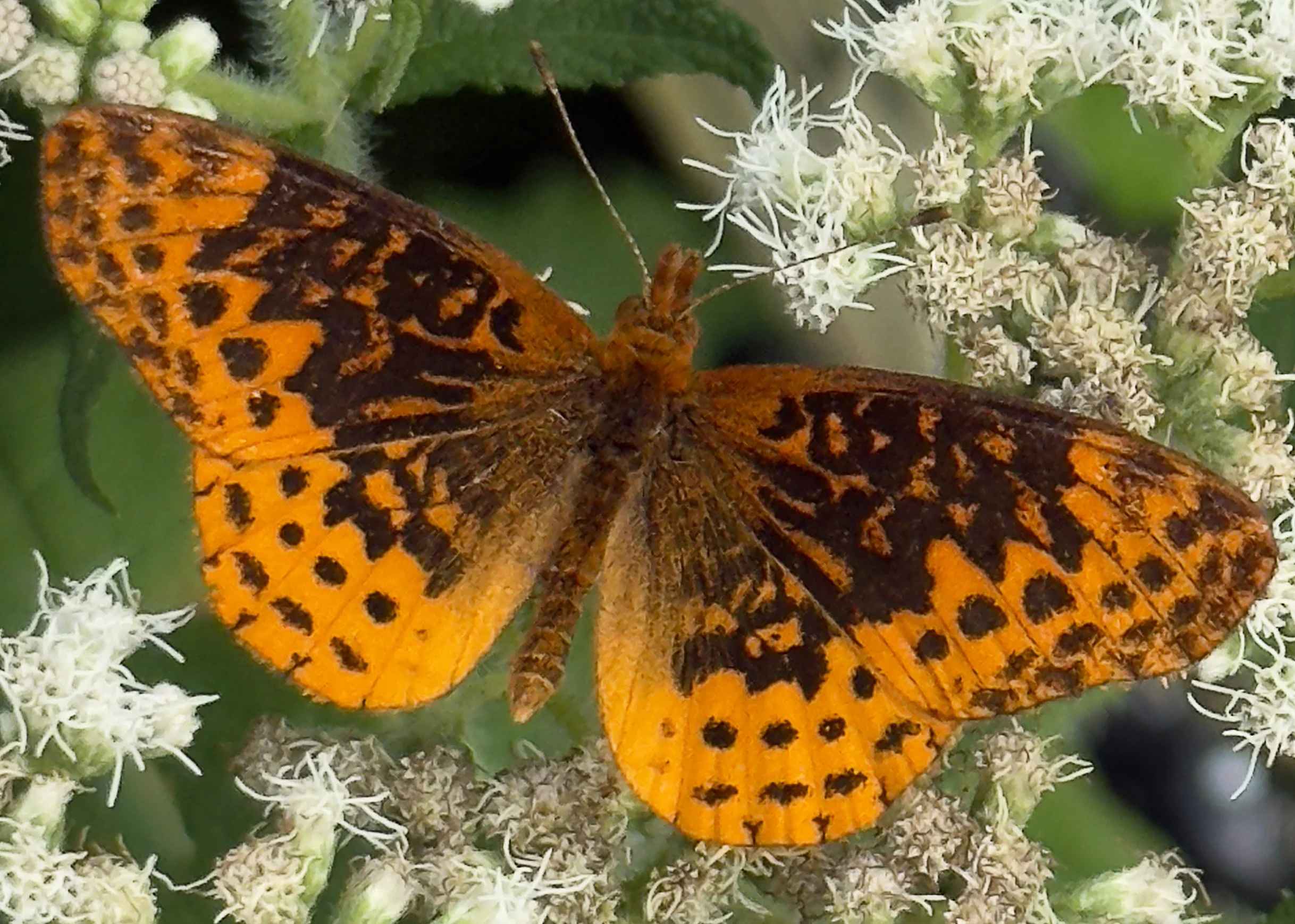 200 091 - Pearl Crescent.jpg