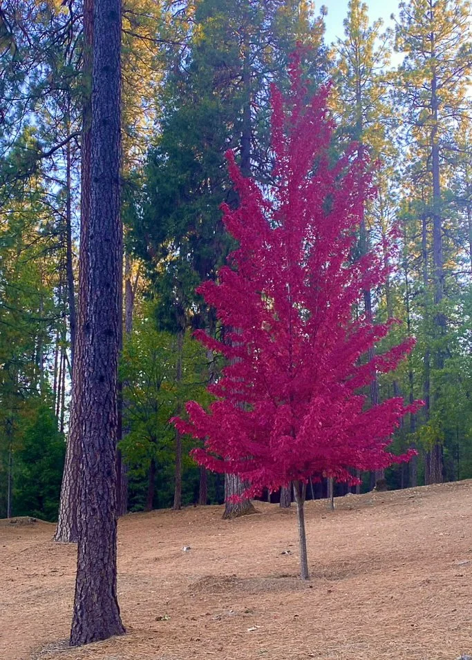 400 58489 - Red Tree.jpg