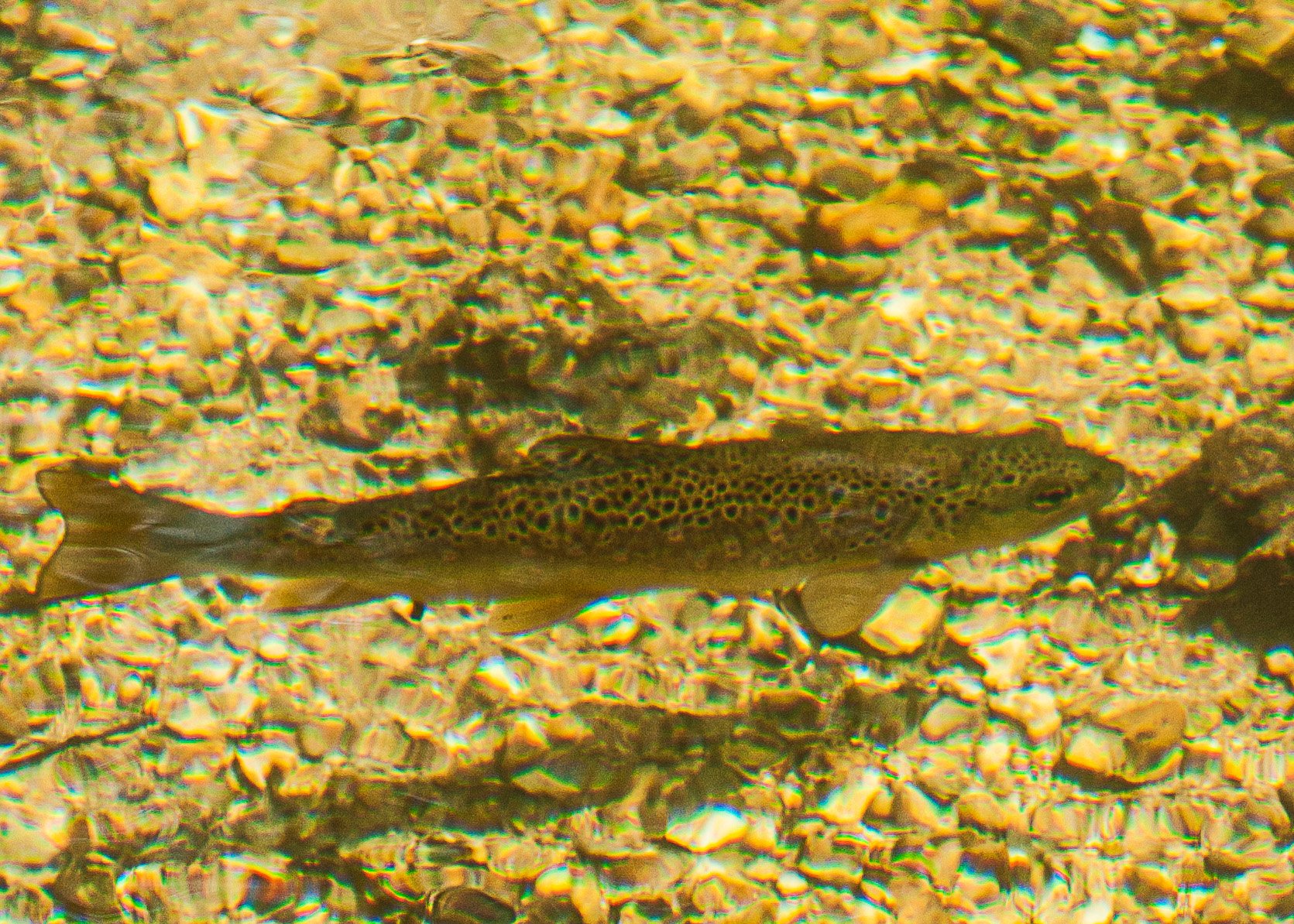 128 040 - Trout.jpg