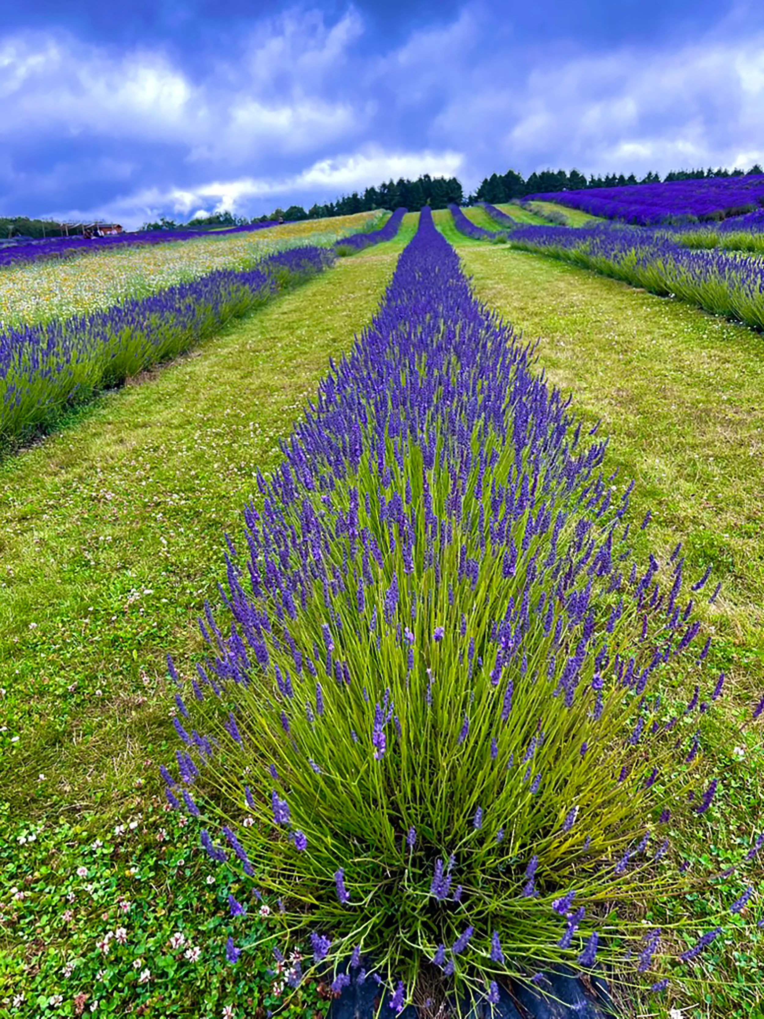 Lavender Field-2.jpg