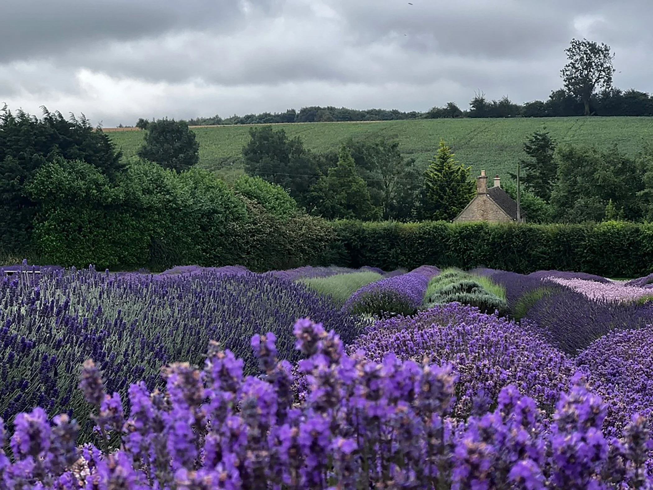 Lavender Field-1.jpg