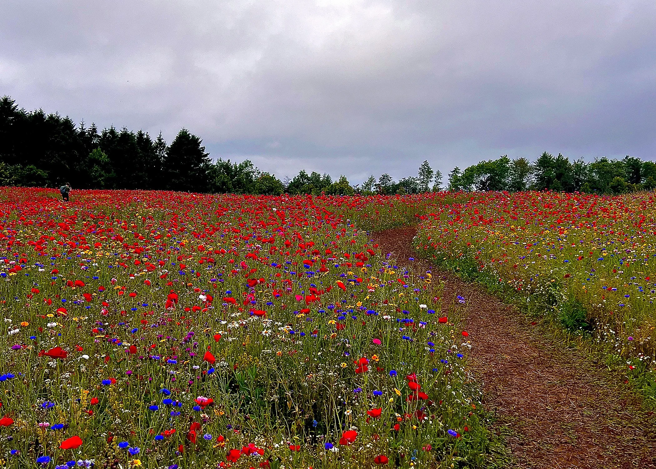 200 2944 - Amongst the Poppies.jpg
