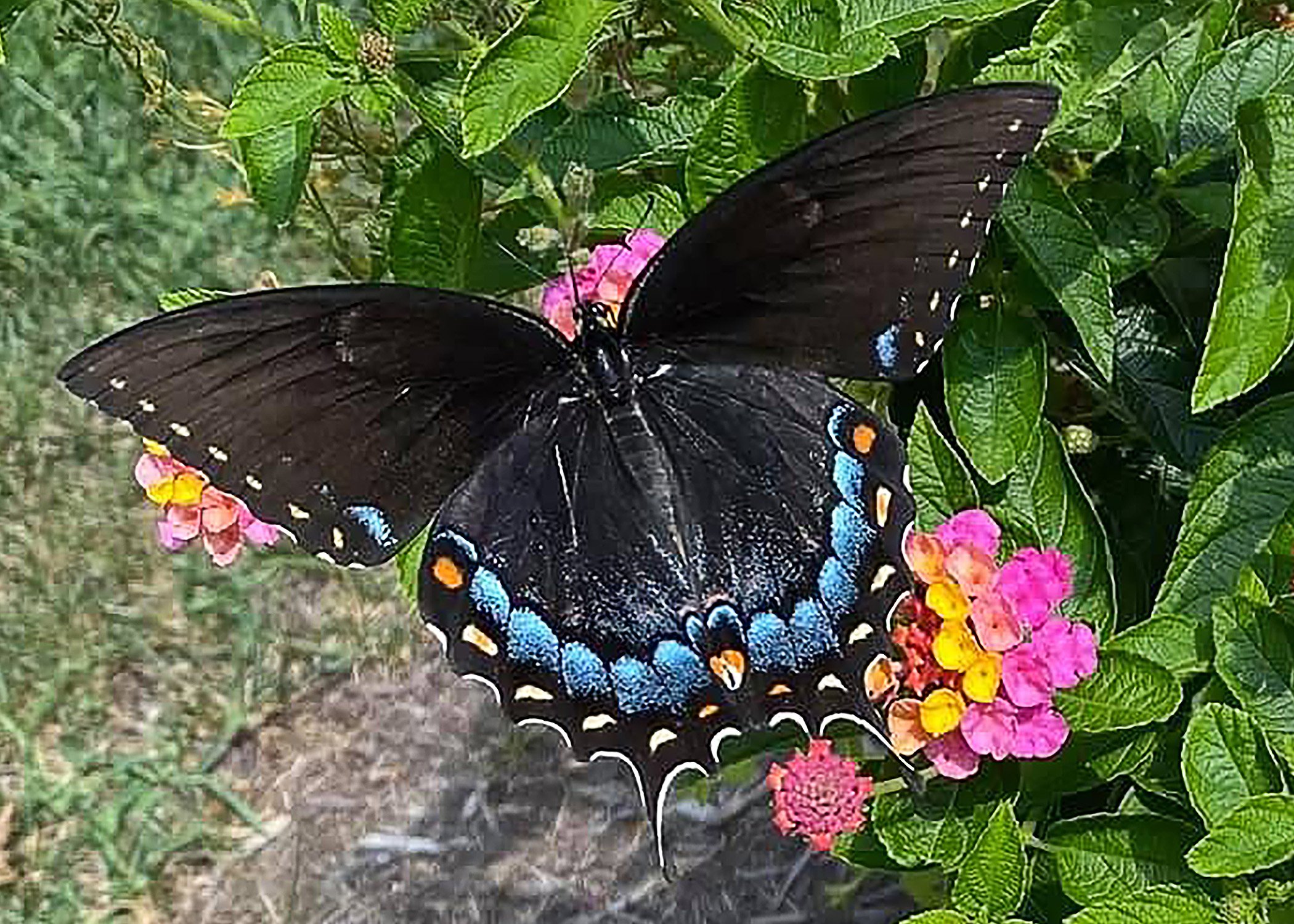 200 639 - Pipevine Swallowtail.jpg