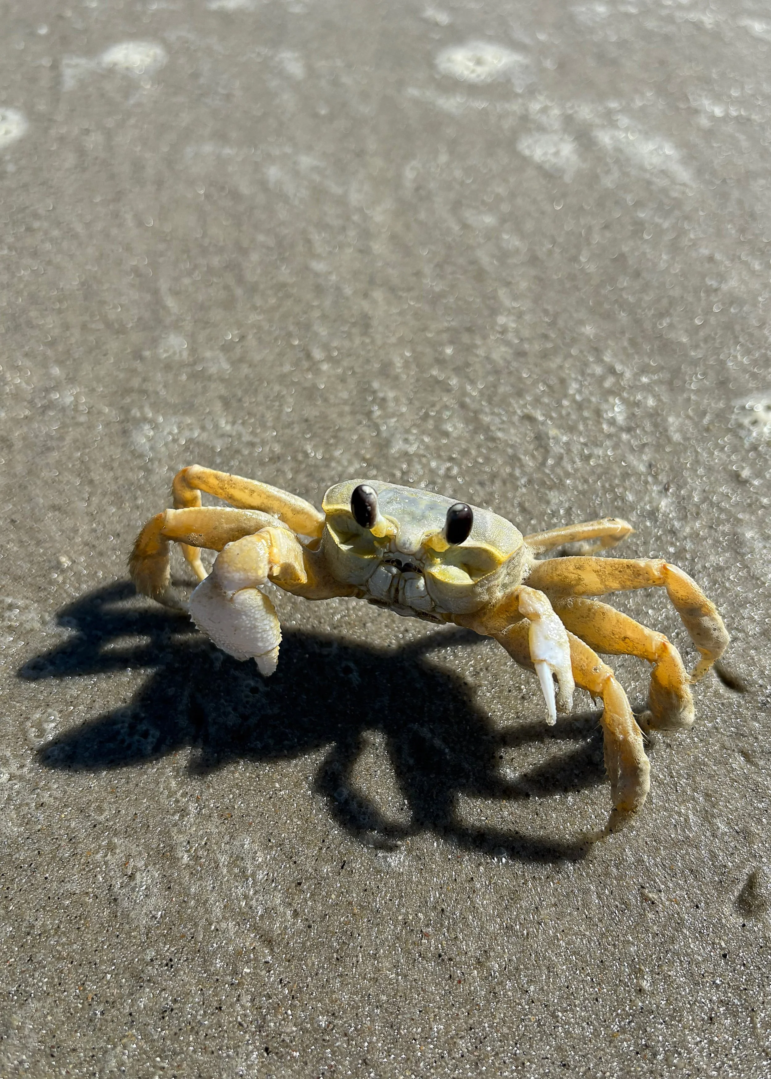 400 5563 - Sand Crab.jpg
