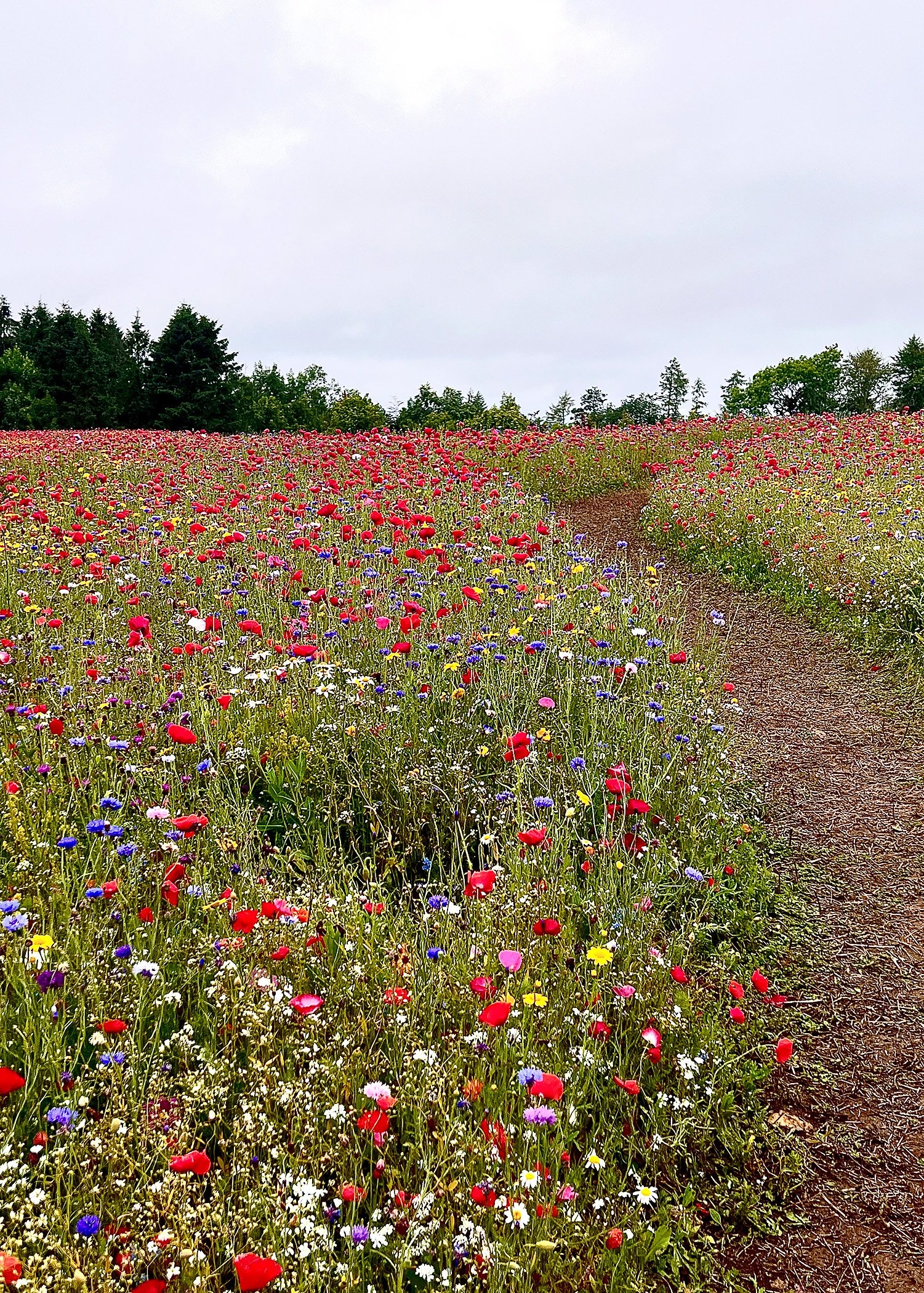 200 2943 - Path Through the Poppies.jpg