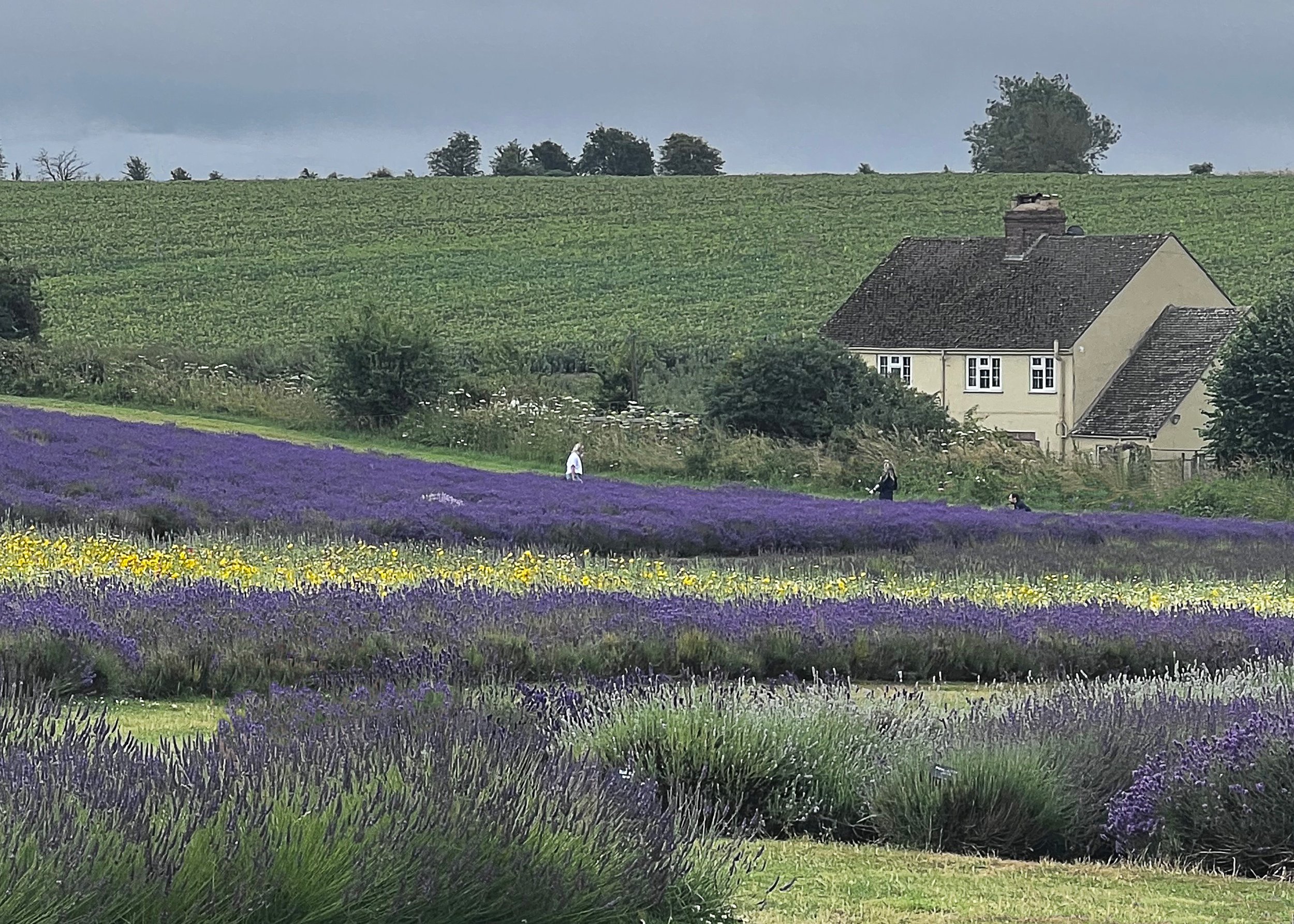 200 2910 - Lavender and Cottage.jpg