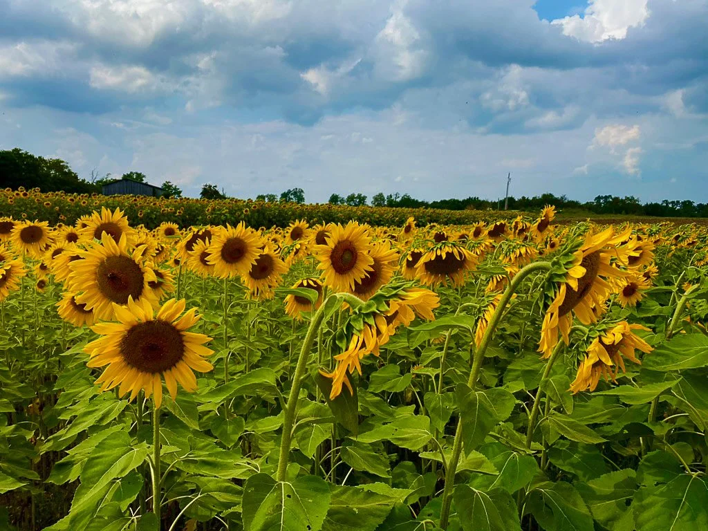 400 6185 - Sunflower Field.jpg
